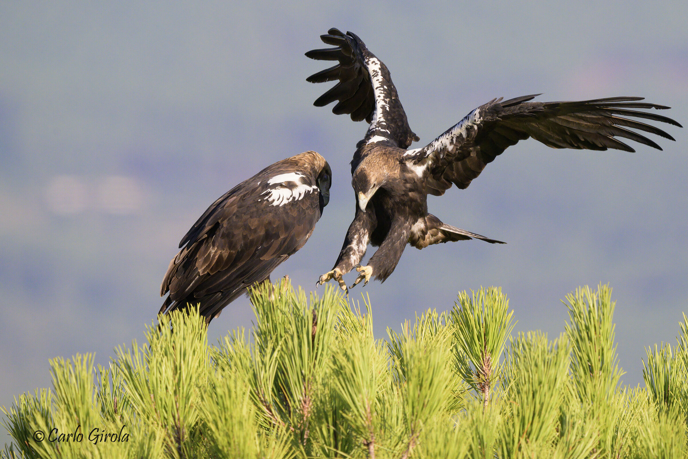Aquila imperiale (Aquila adalberti)
