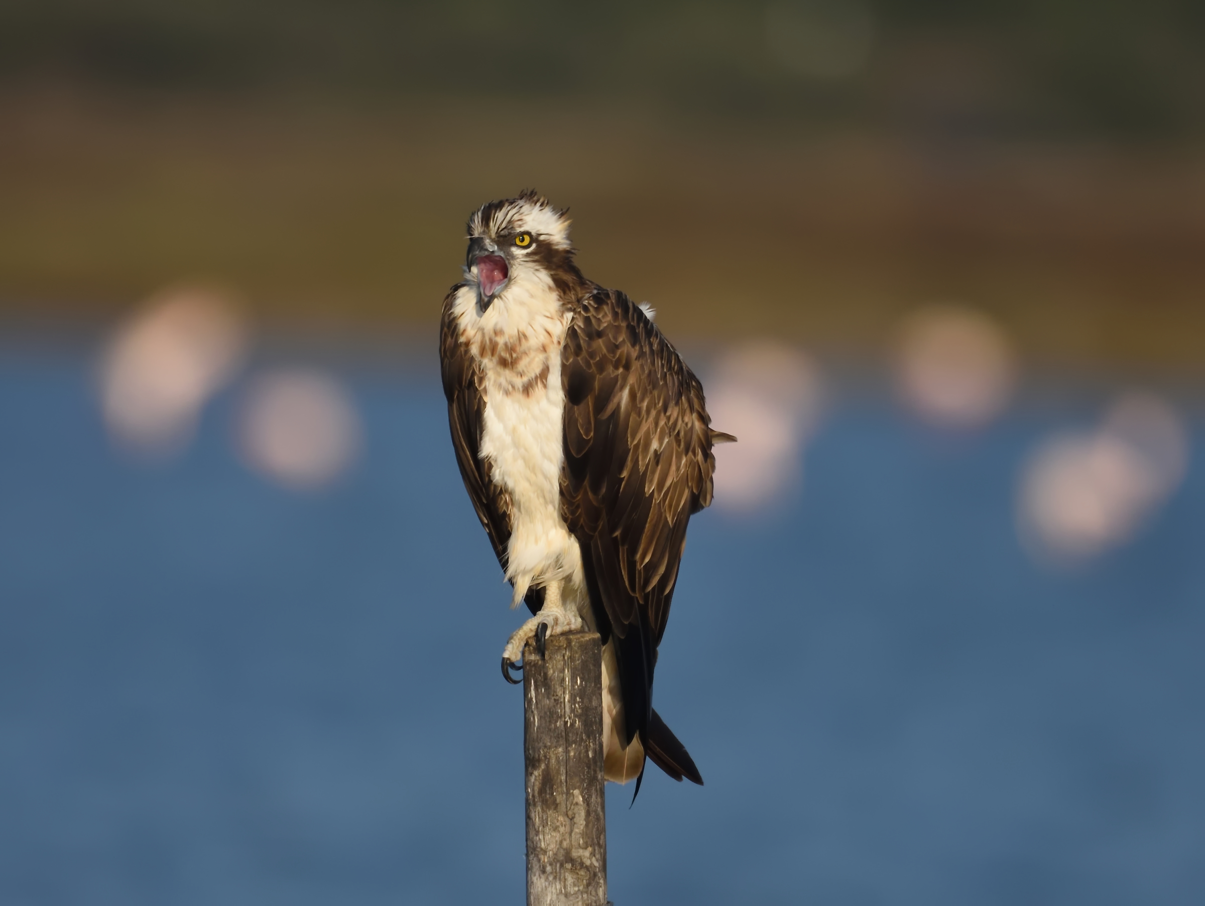 The scream of the osprey