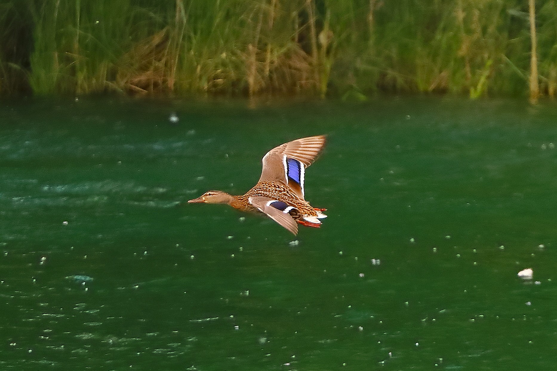 Germano R F 20 maggio 2025 - 0021