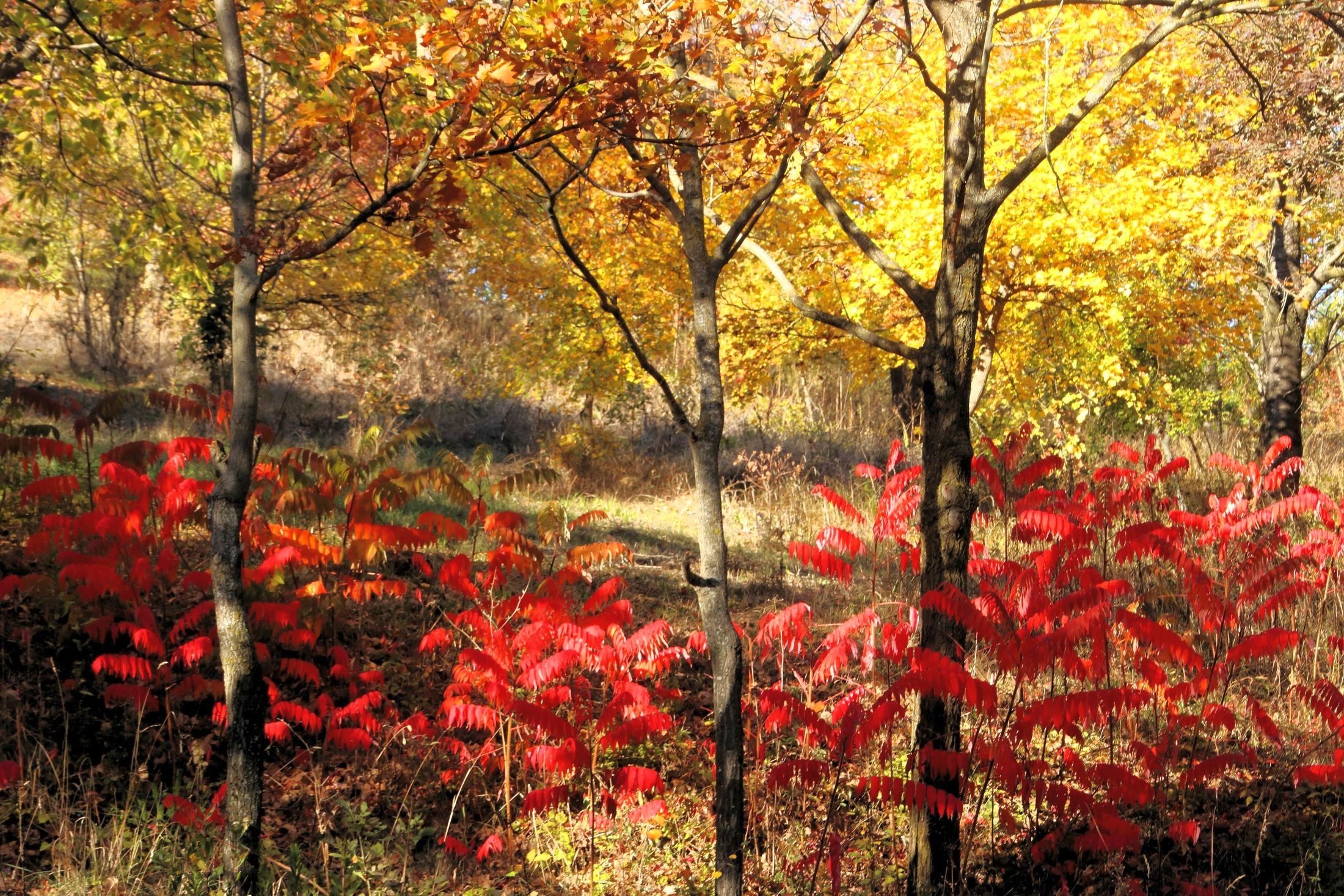 I colori di fine ottobre