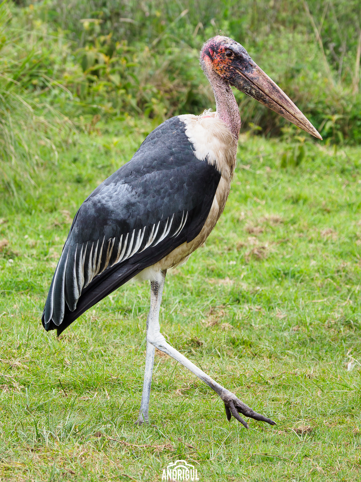 Marabou (i.e. never seen such an ugly bird)