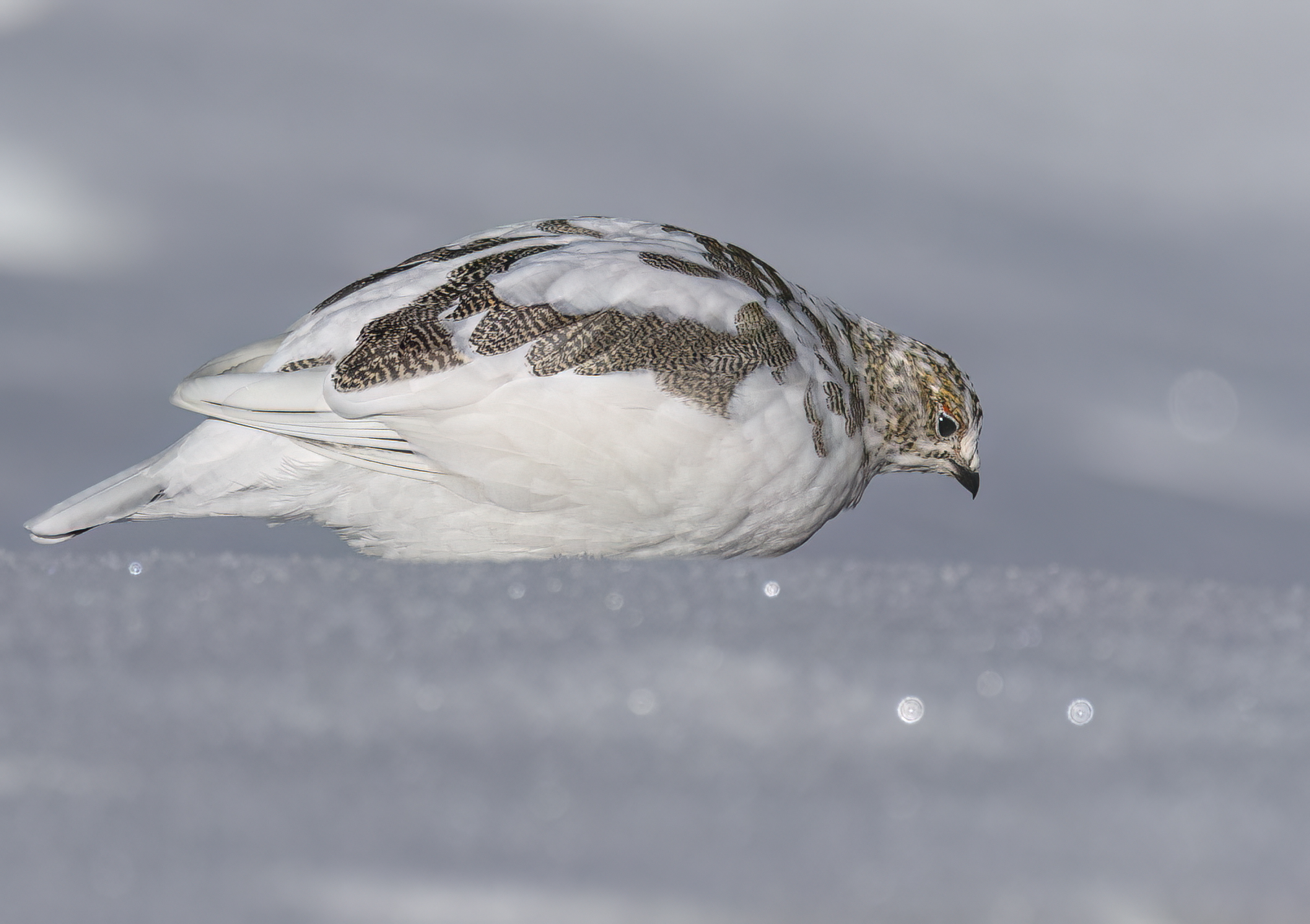 pernice bianca tutta neve ottobre 2025