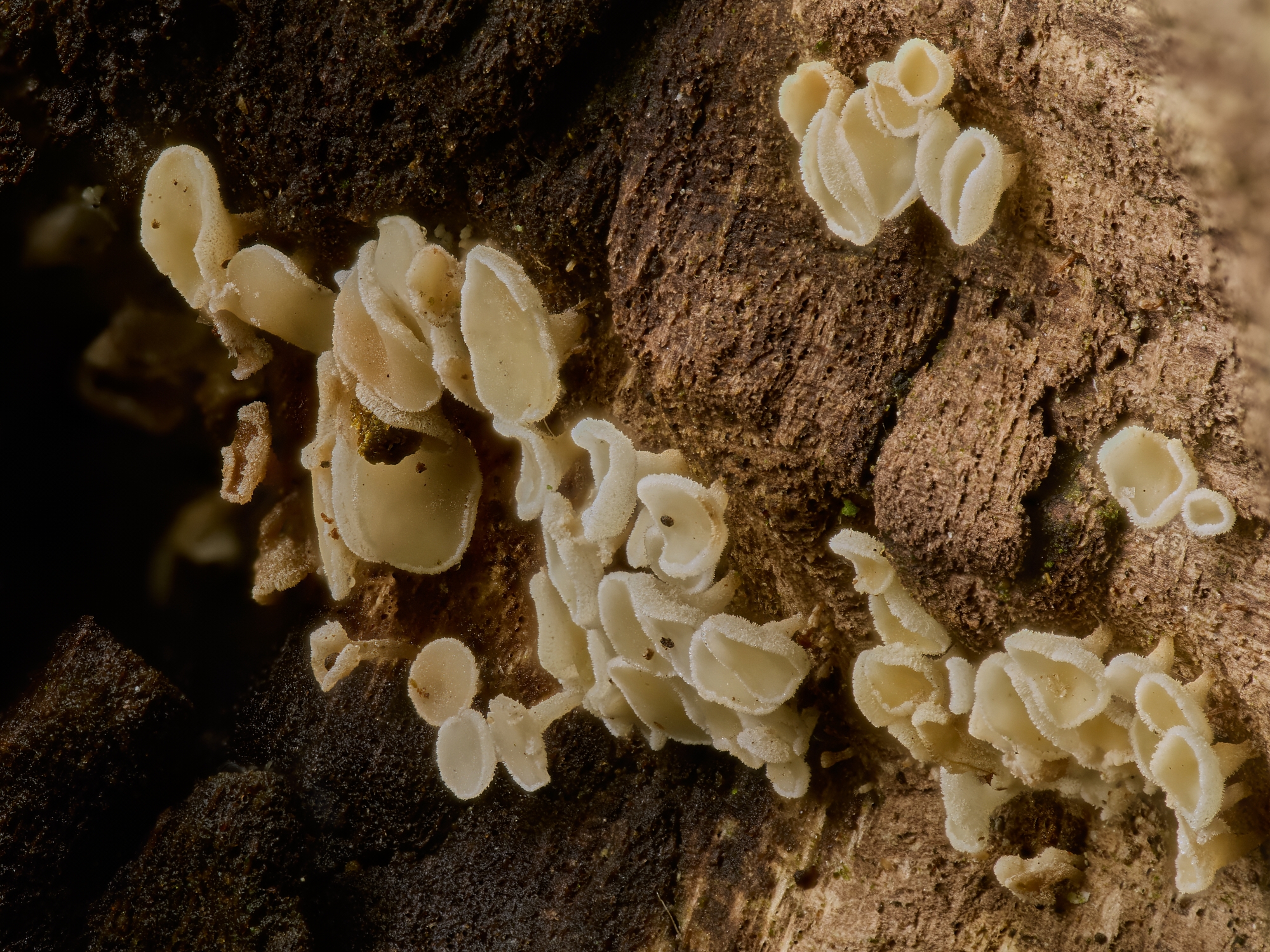 Lachnum virgineum