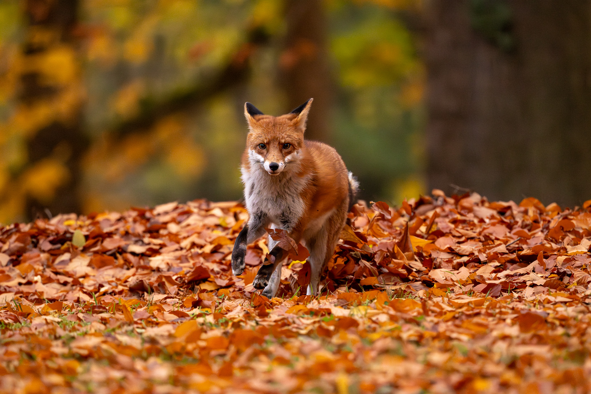 Fox
