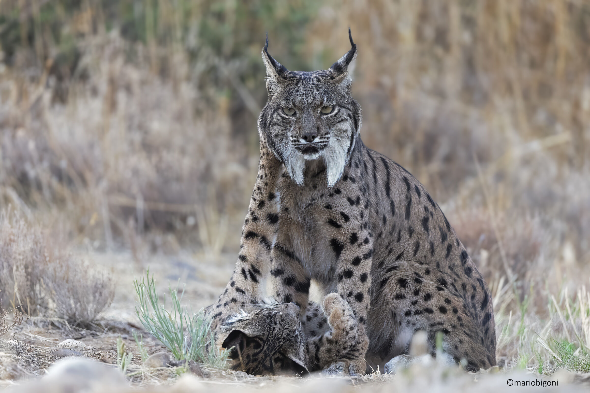 Lince pardina
