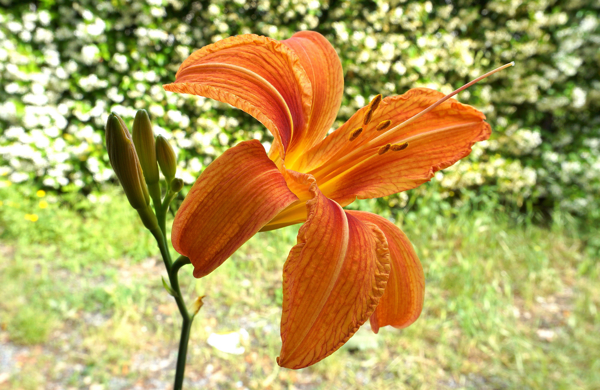 In the neighbor's garden!!