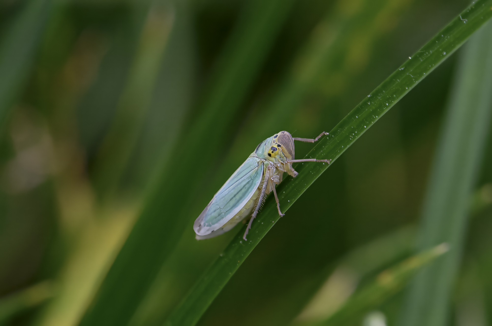 Cicadella viridis