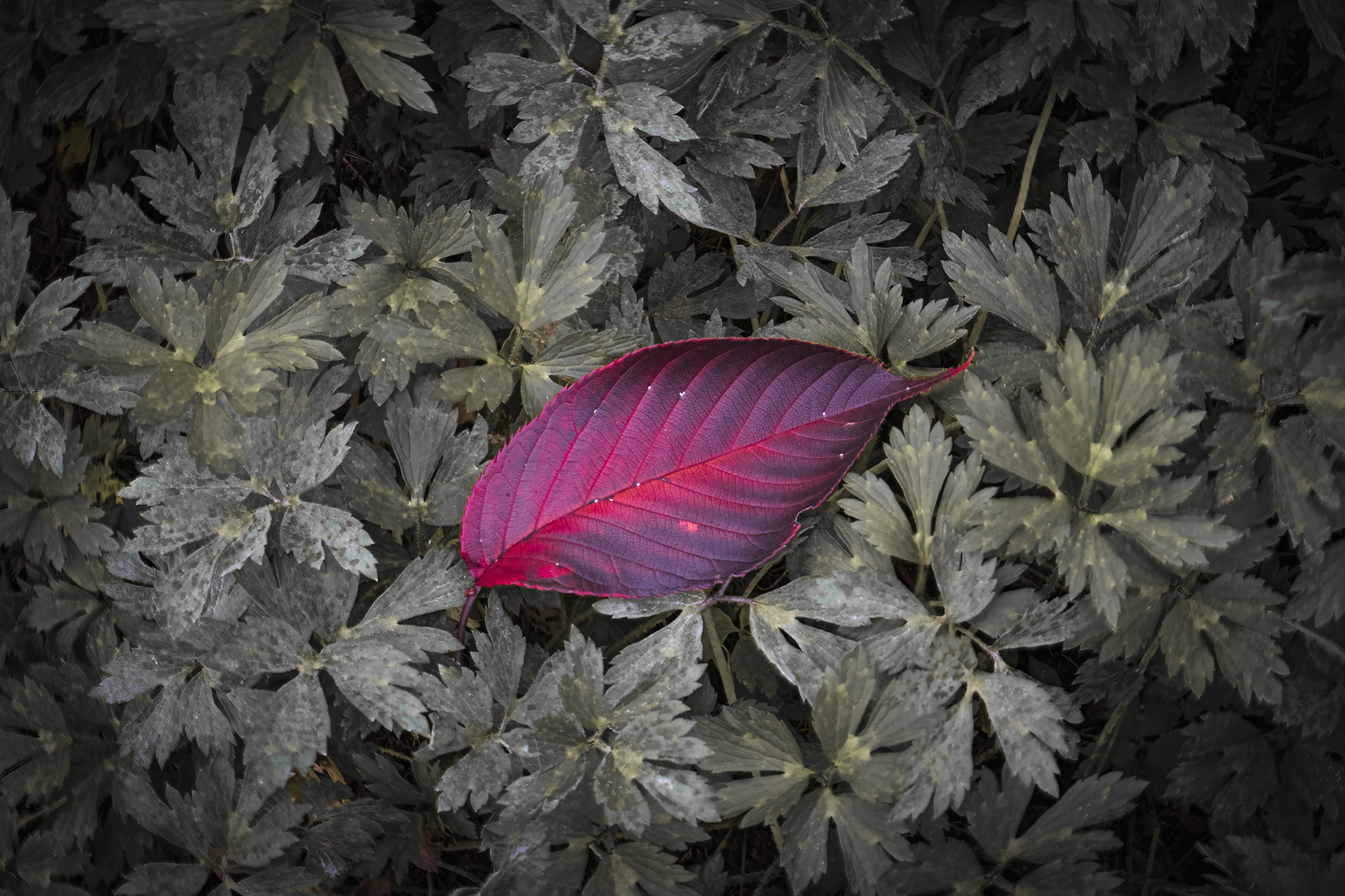 Red passion...