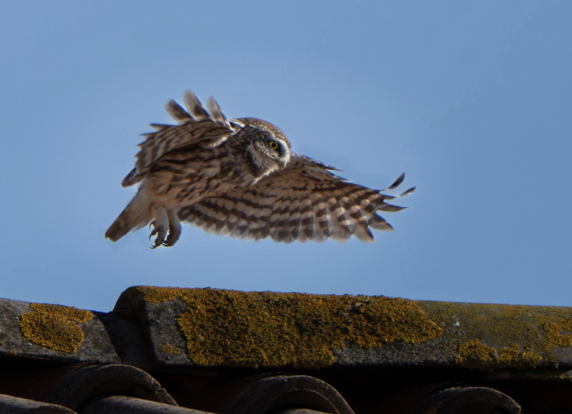 Civetta in volo