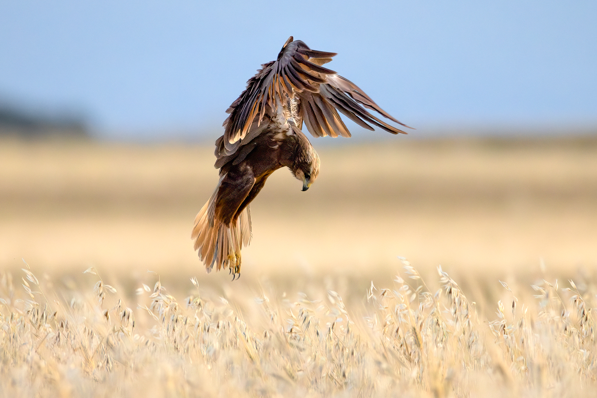 Marsh Harrier (female)