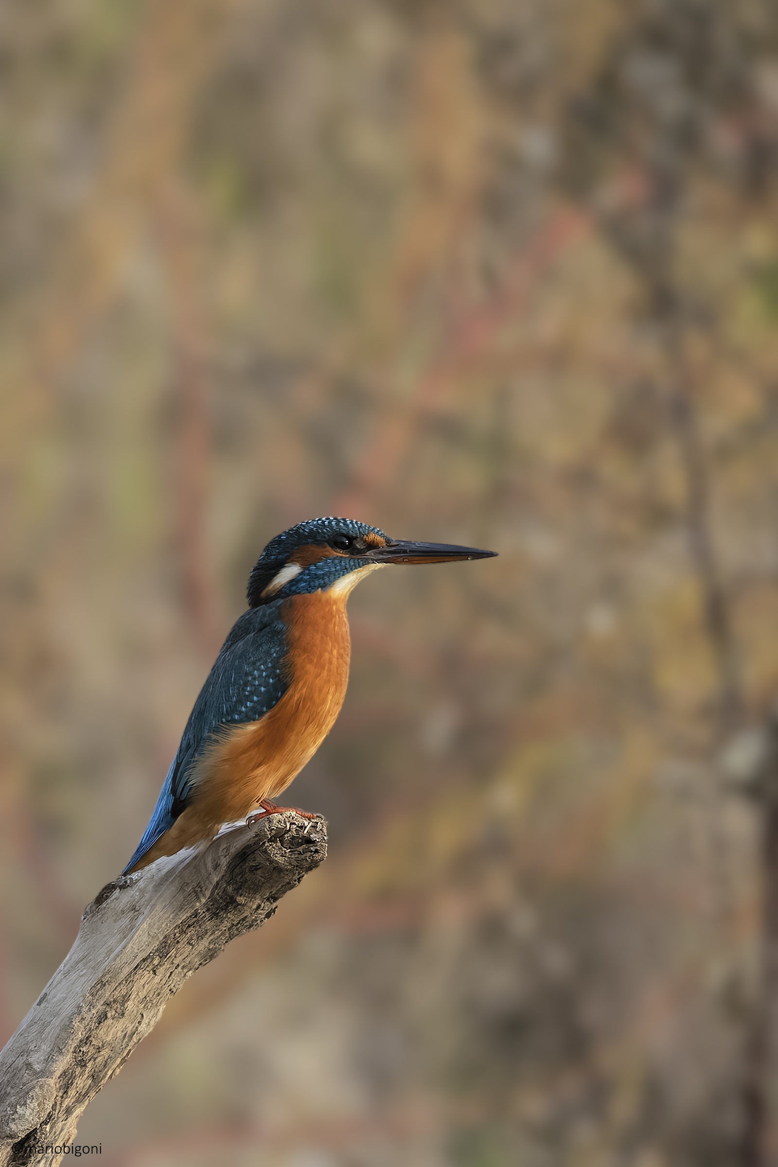 Female Kingfisher