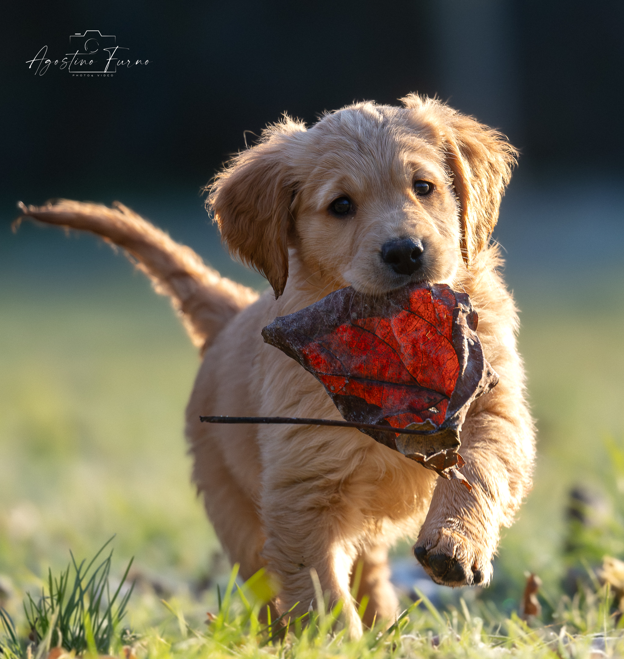 The leaf...