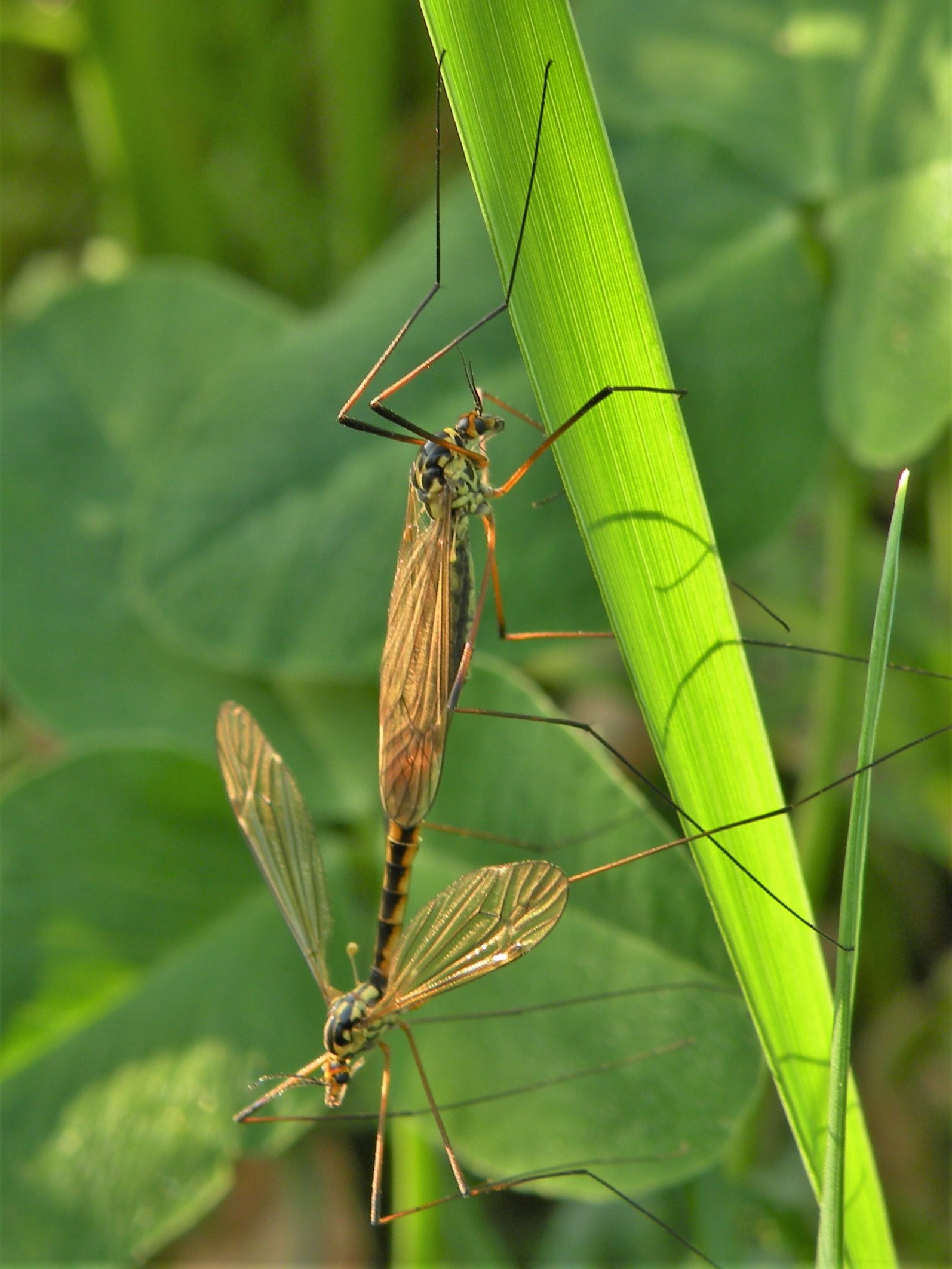 Tipula dei prati