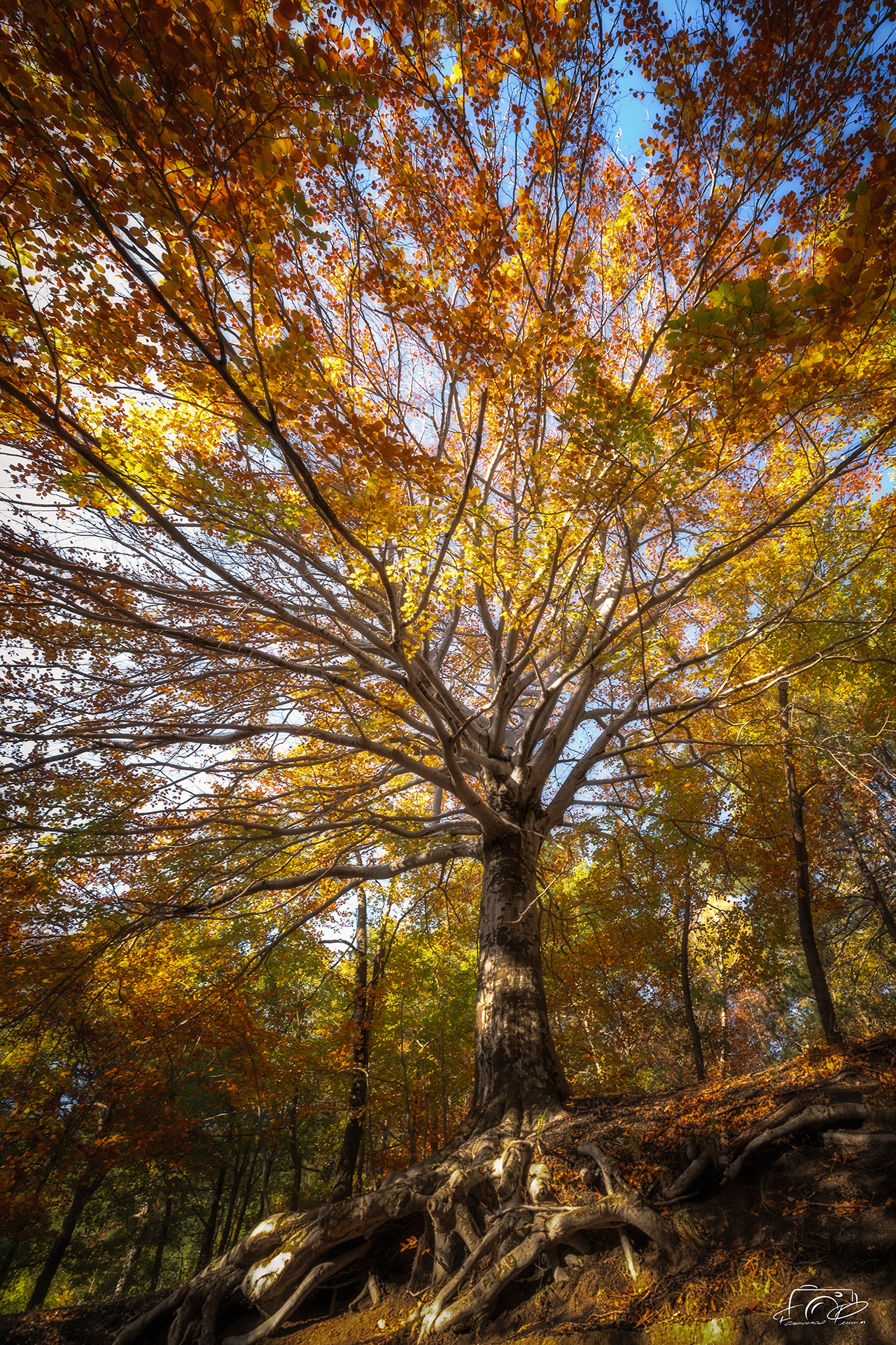 Foliage sull'Etna 2025