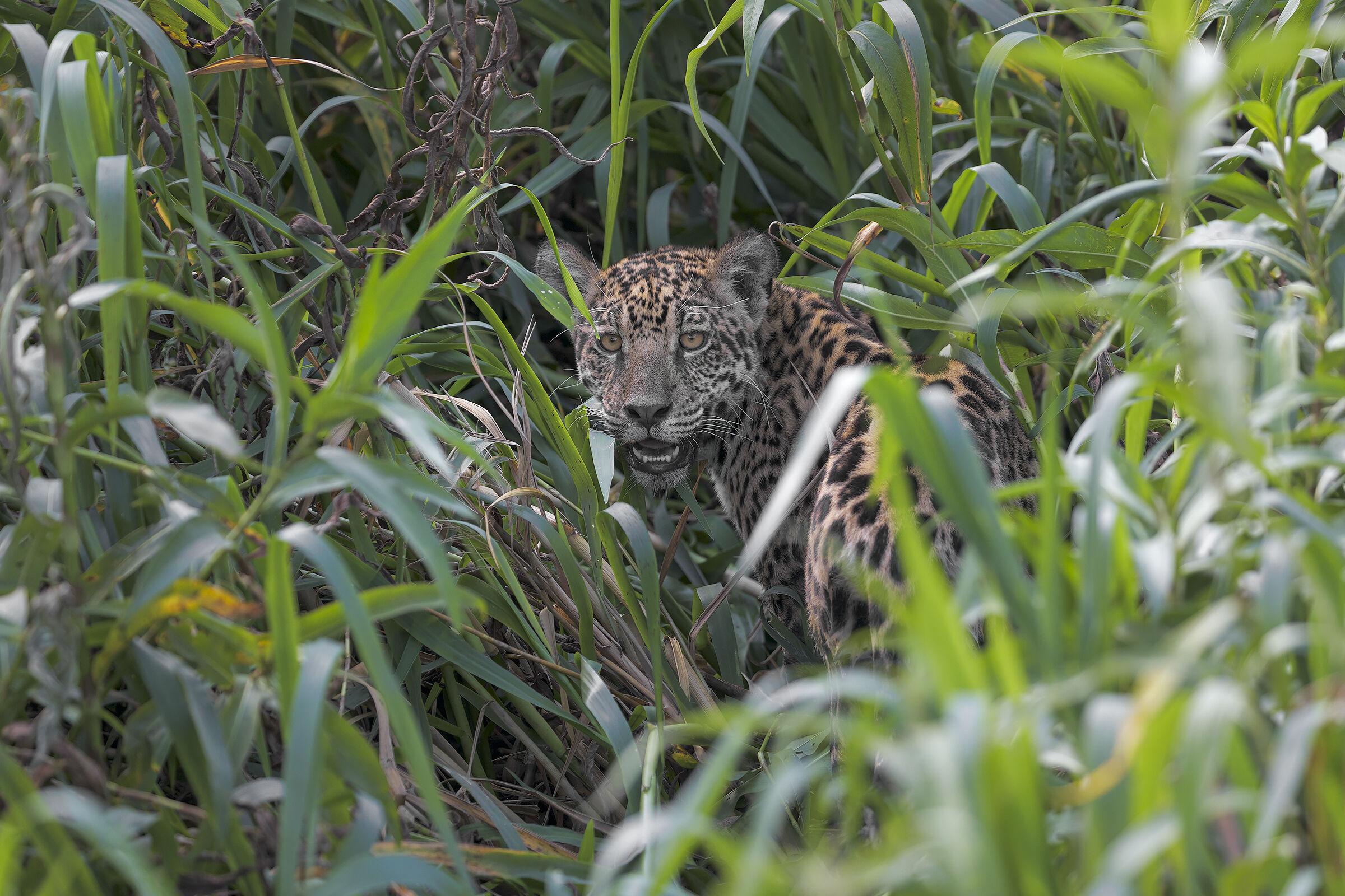 Cucciolo di giaguaro