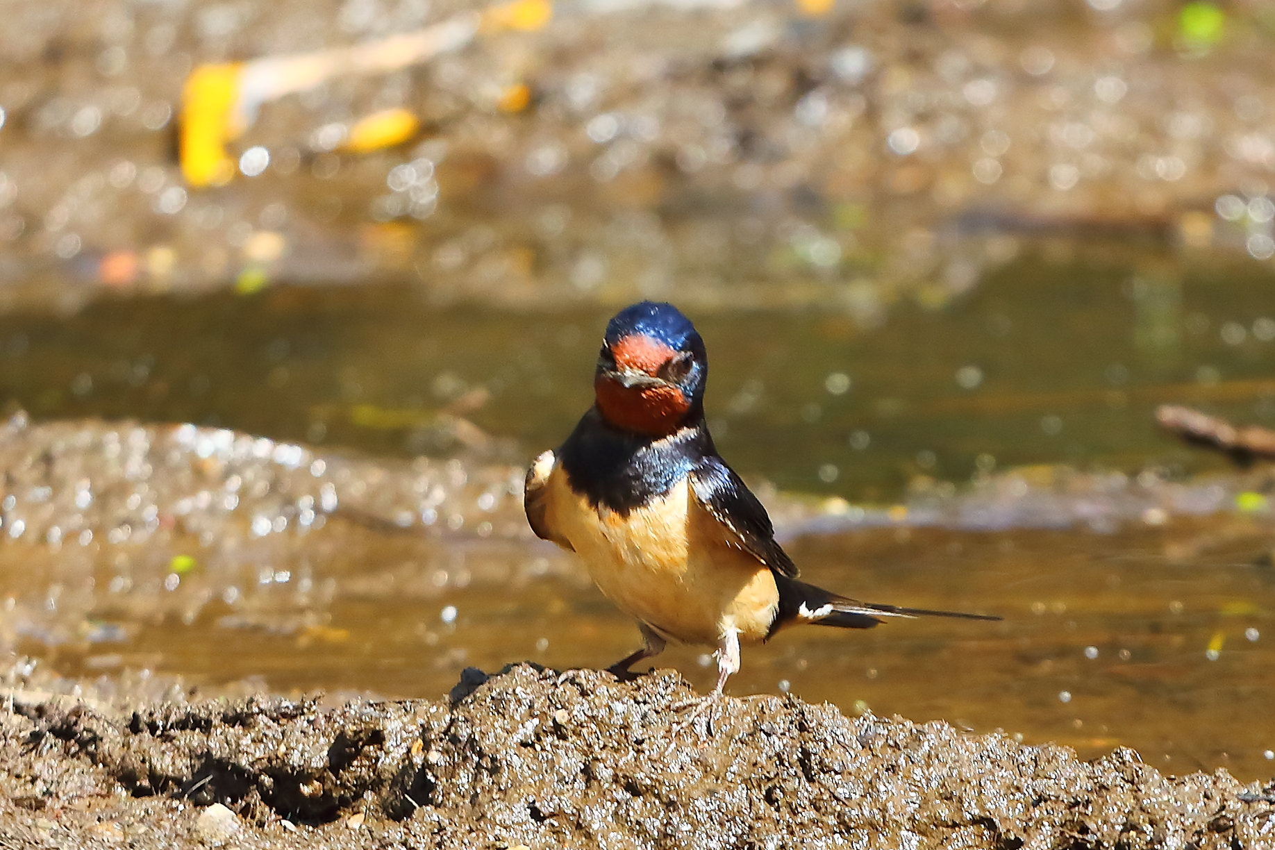 Rondine 21 maggio 2025 - 9999_13