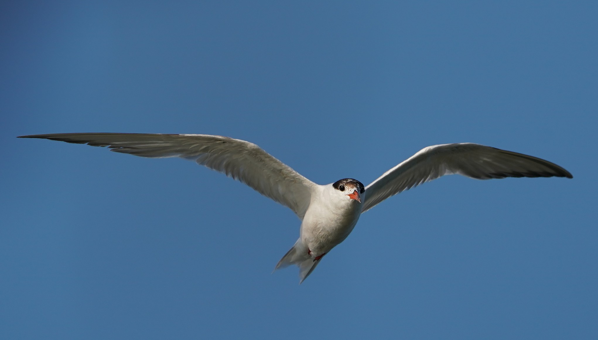 Sterna in volo
