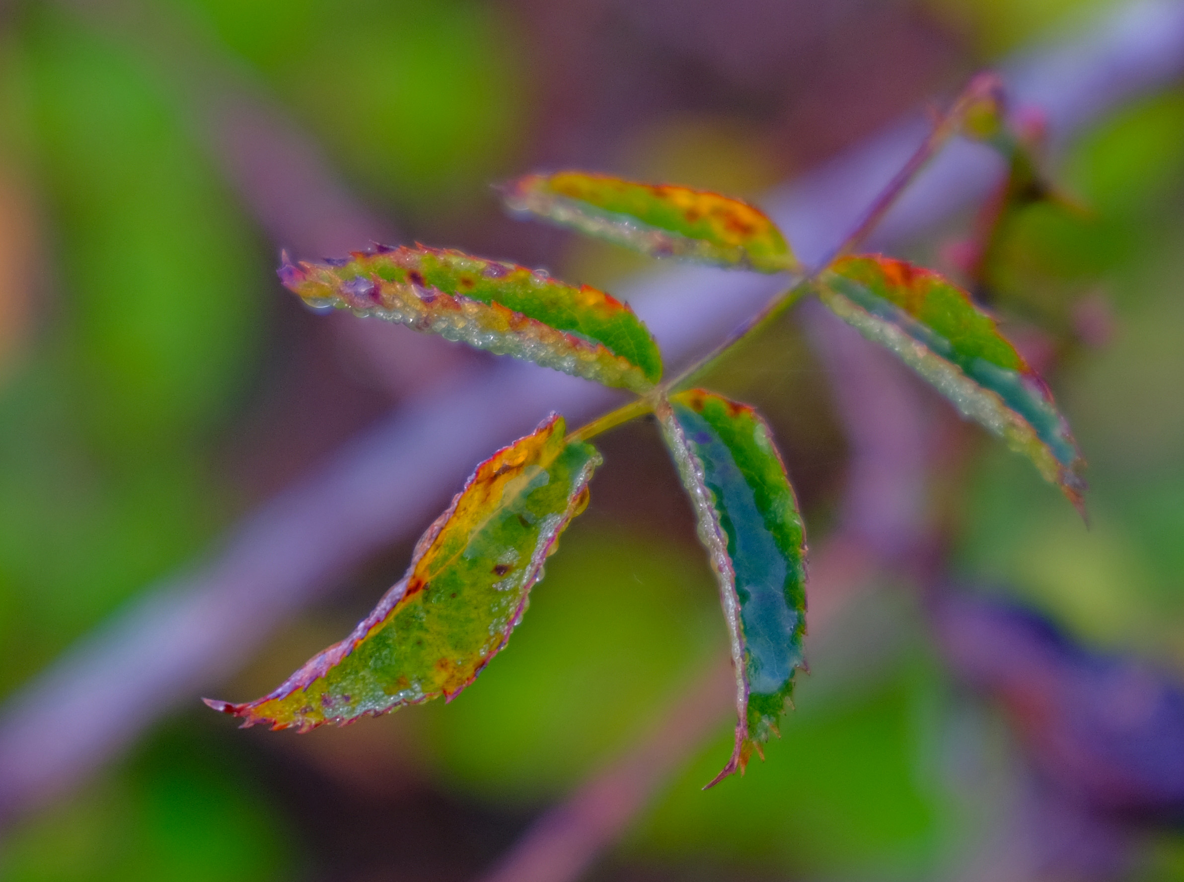 Leaves with dew drops
