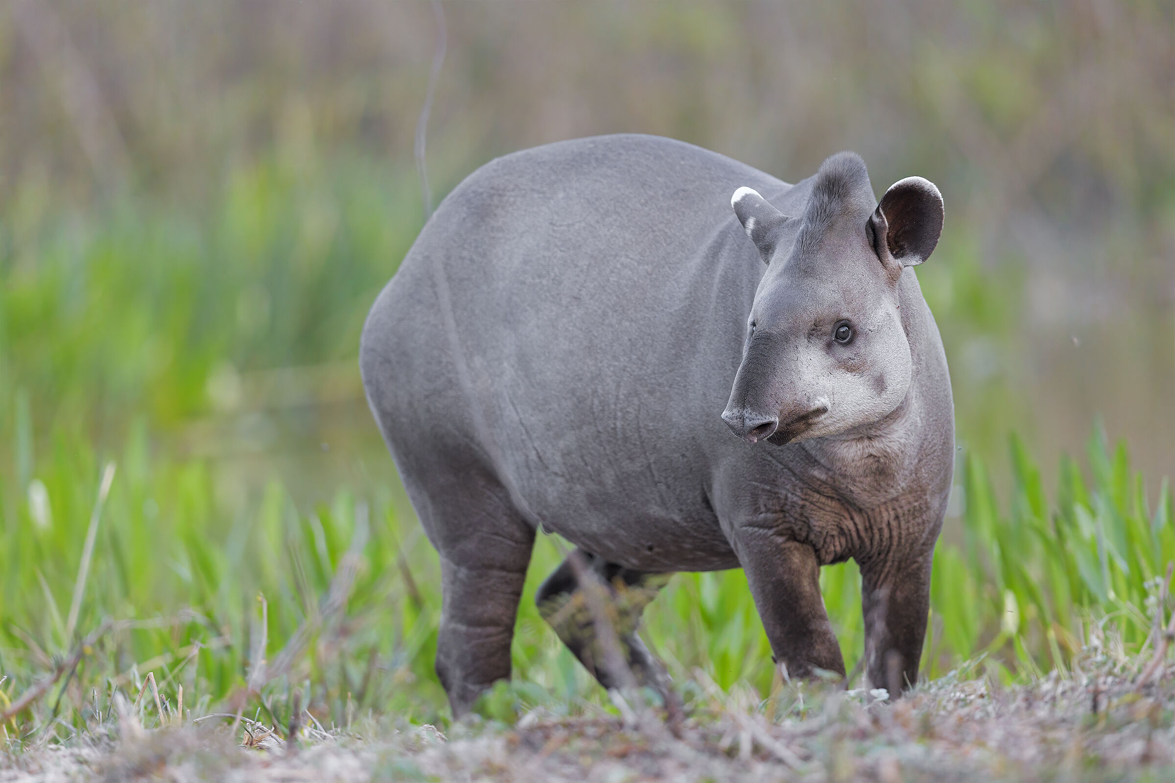 Mamma Tapira
