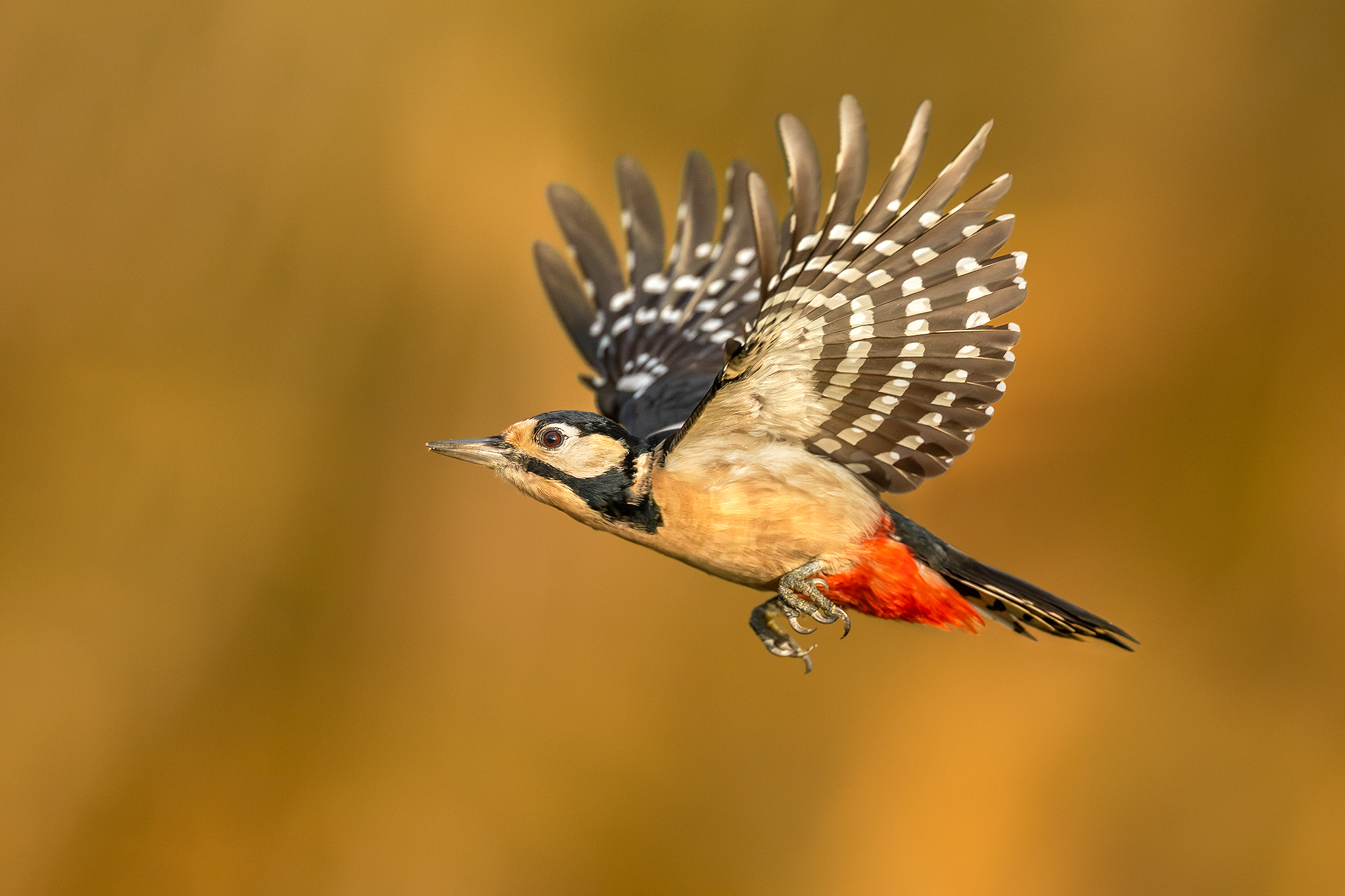 Great Spotted Woodpecker