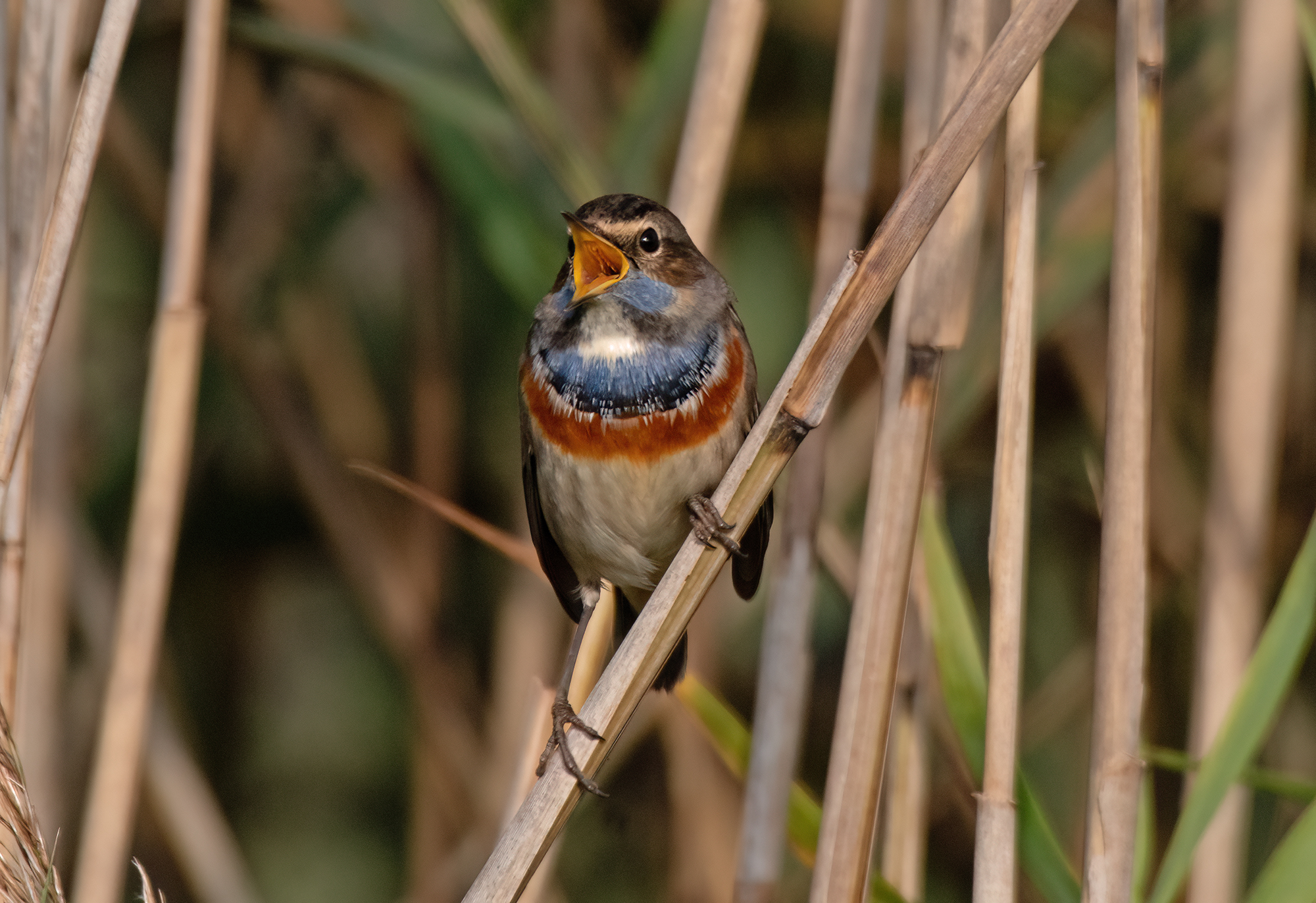 bluethroat
