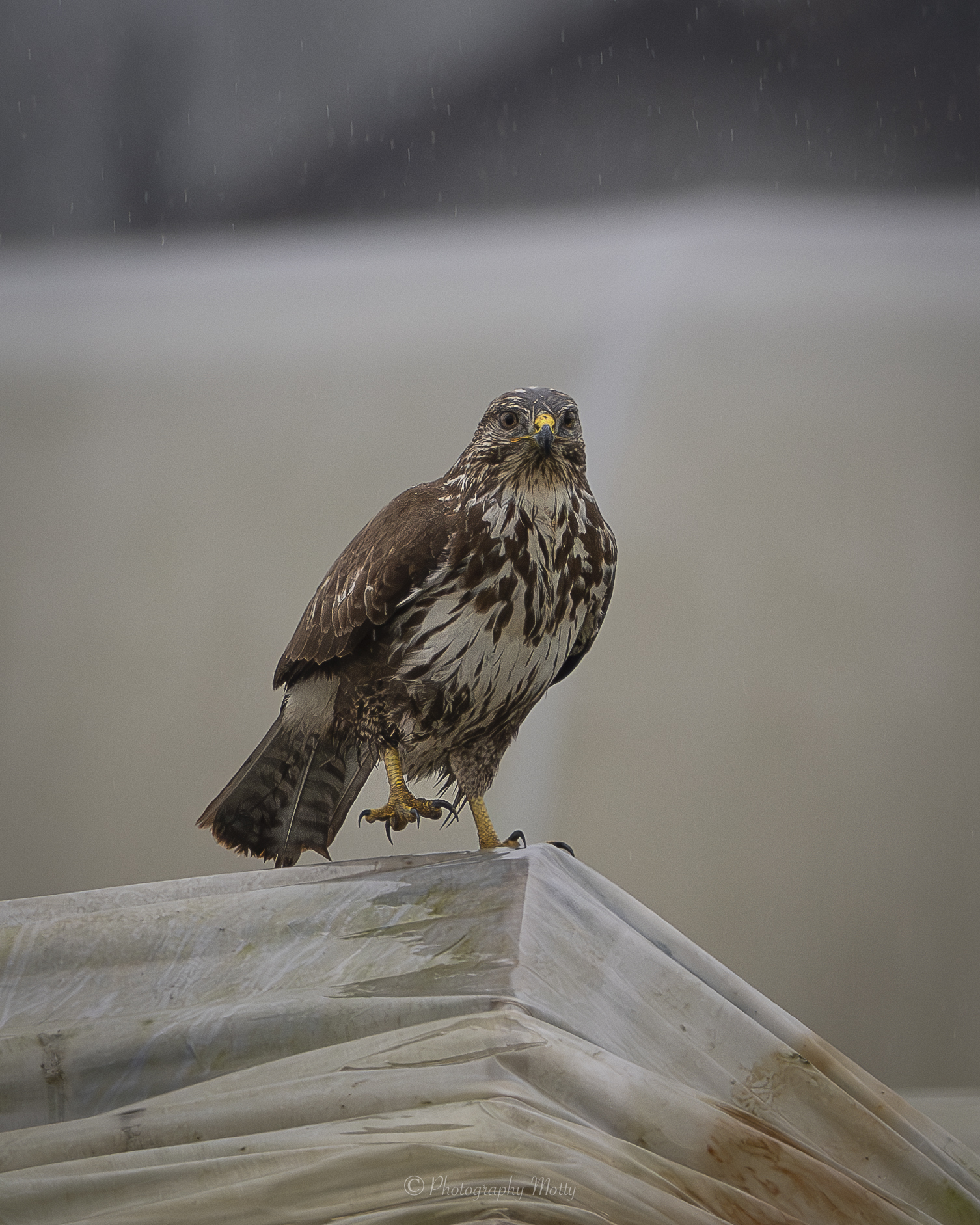 Quando gli sguardi s'incrociano