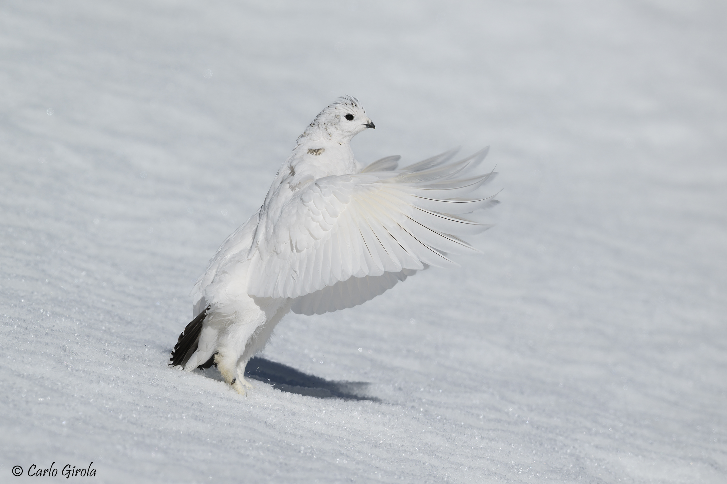 Rock ptarmigan (Lagopus muta)