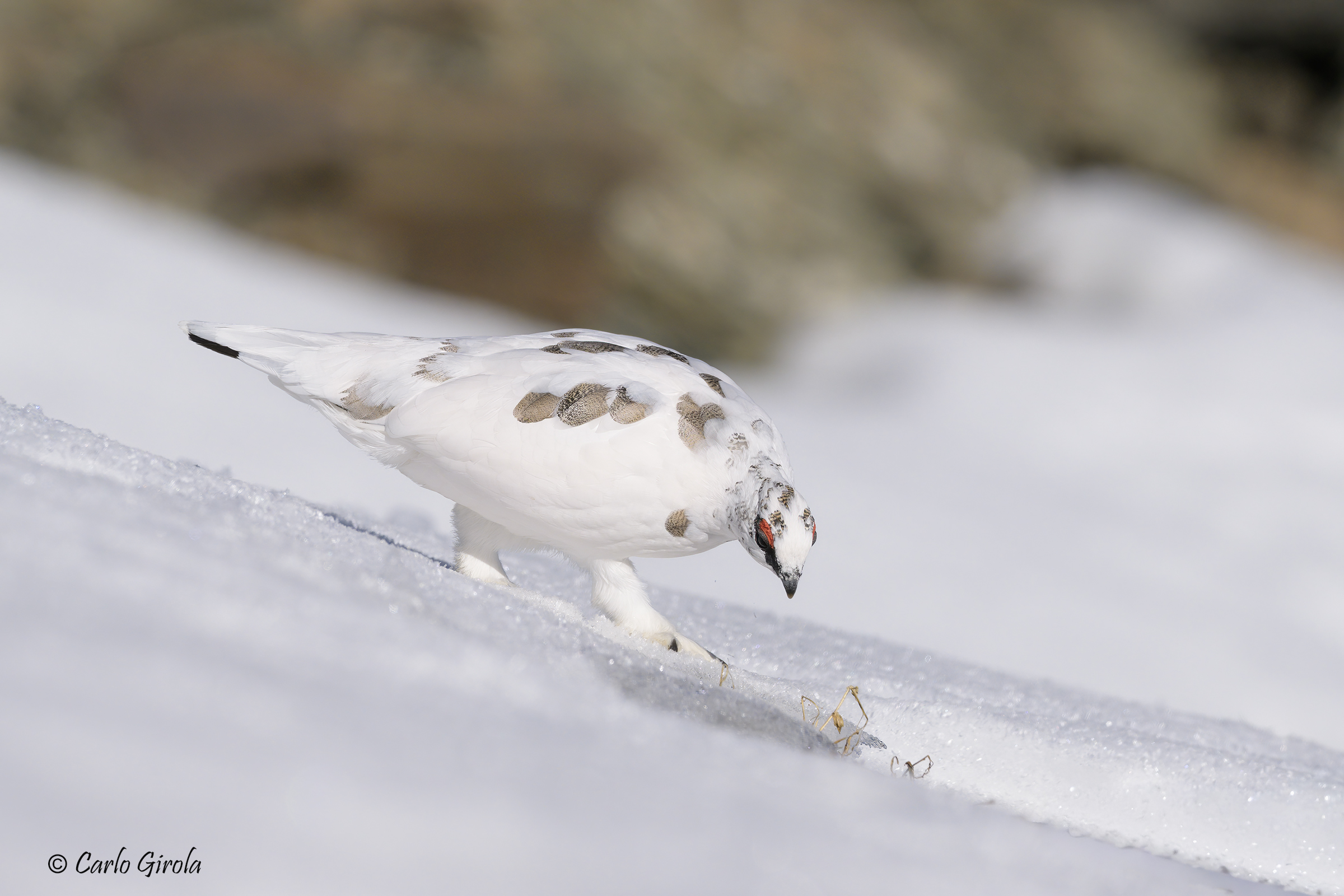 Rock ptarmigan (Lagopus muta)
