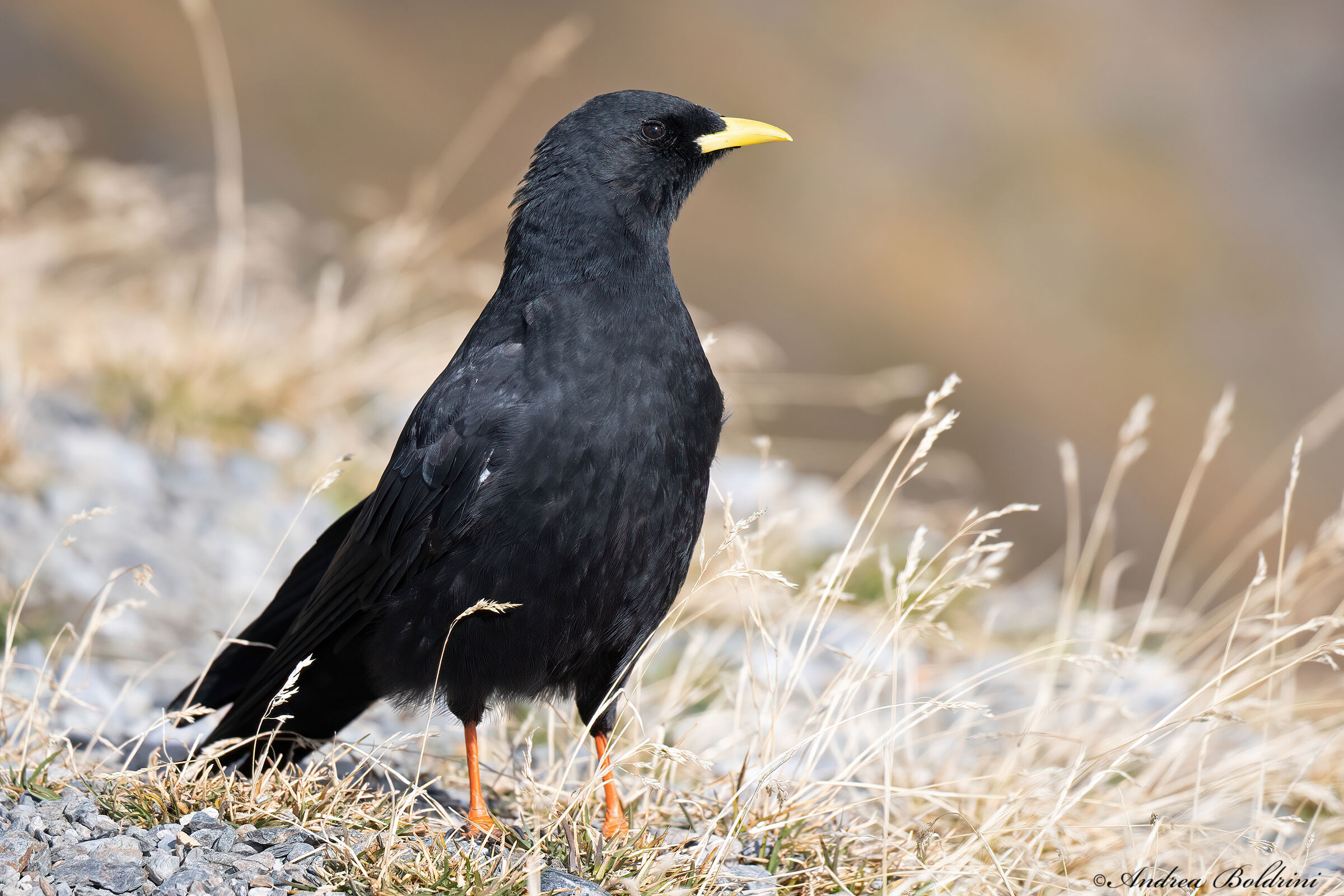 Alpine chough