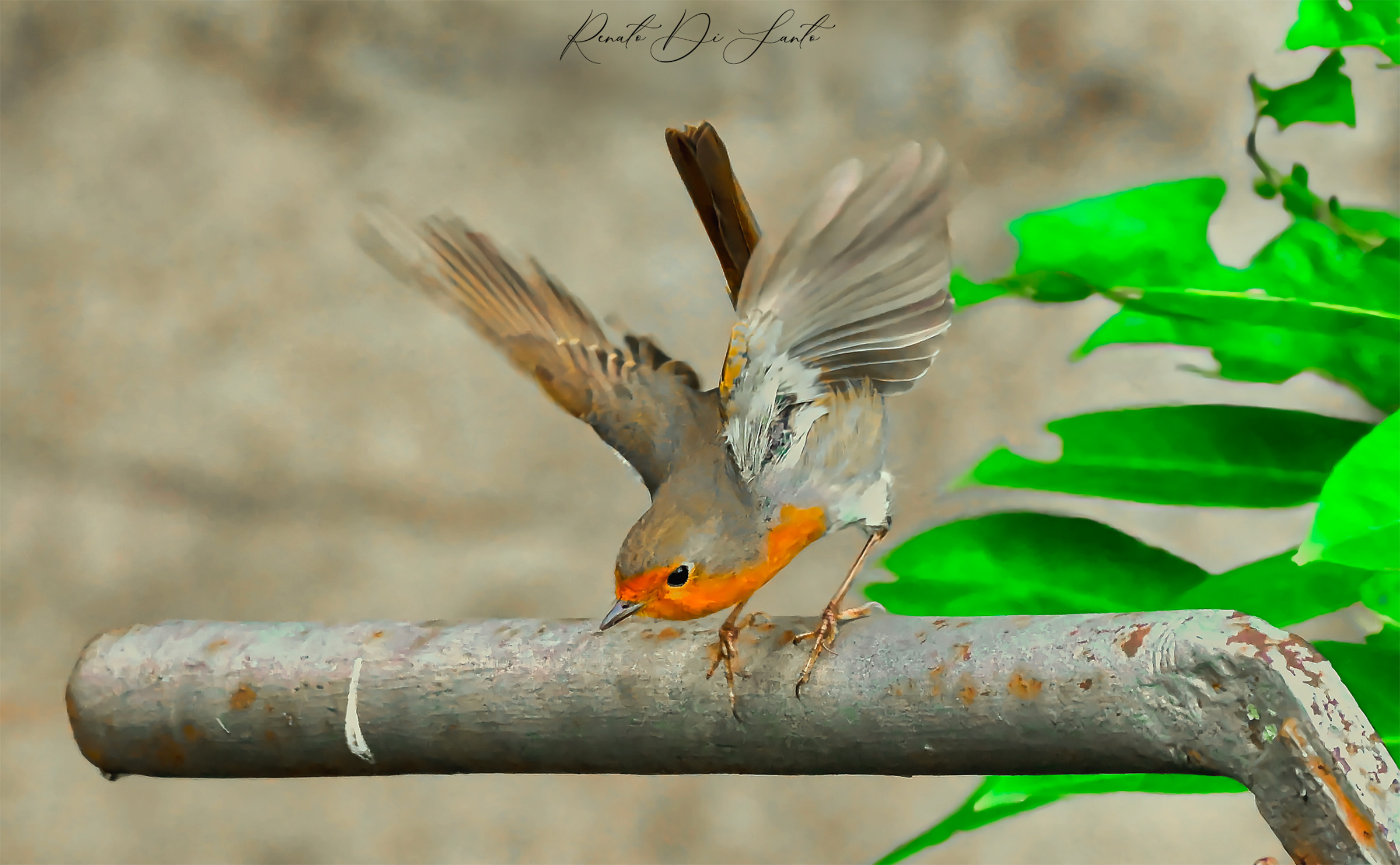 Robin