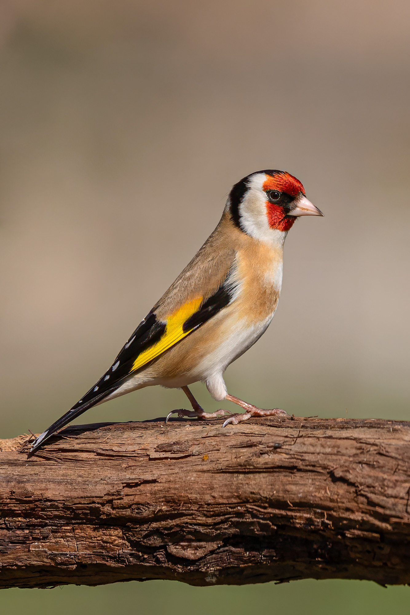 Goldfinch