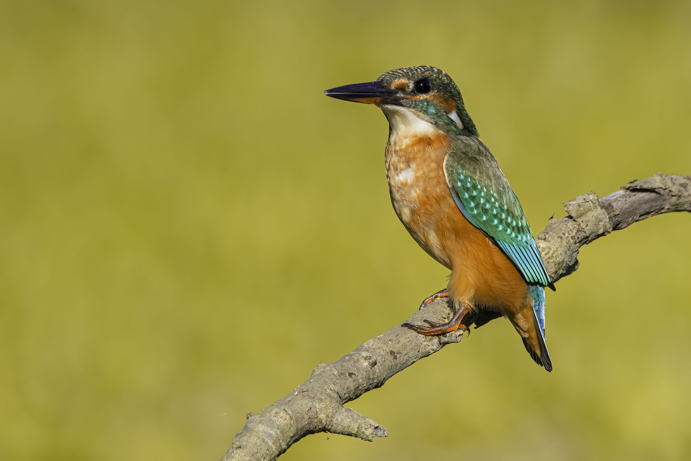Kingfisher
