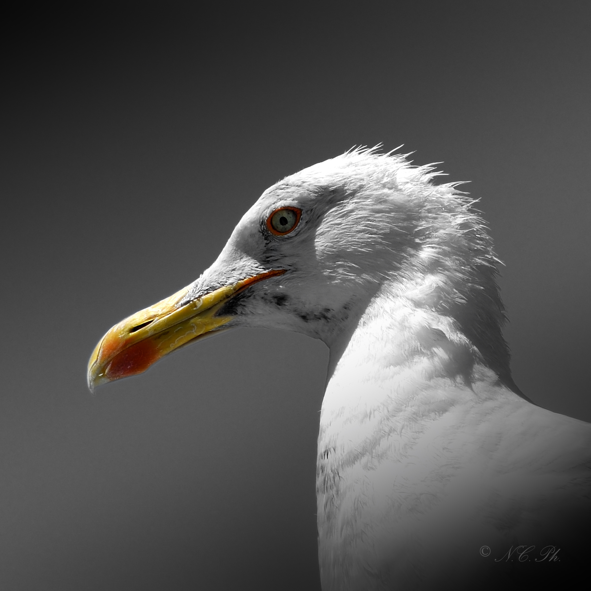 Portrait of Seagull