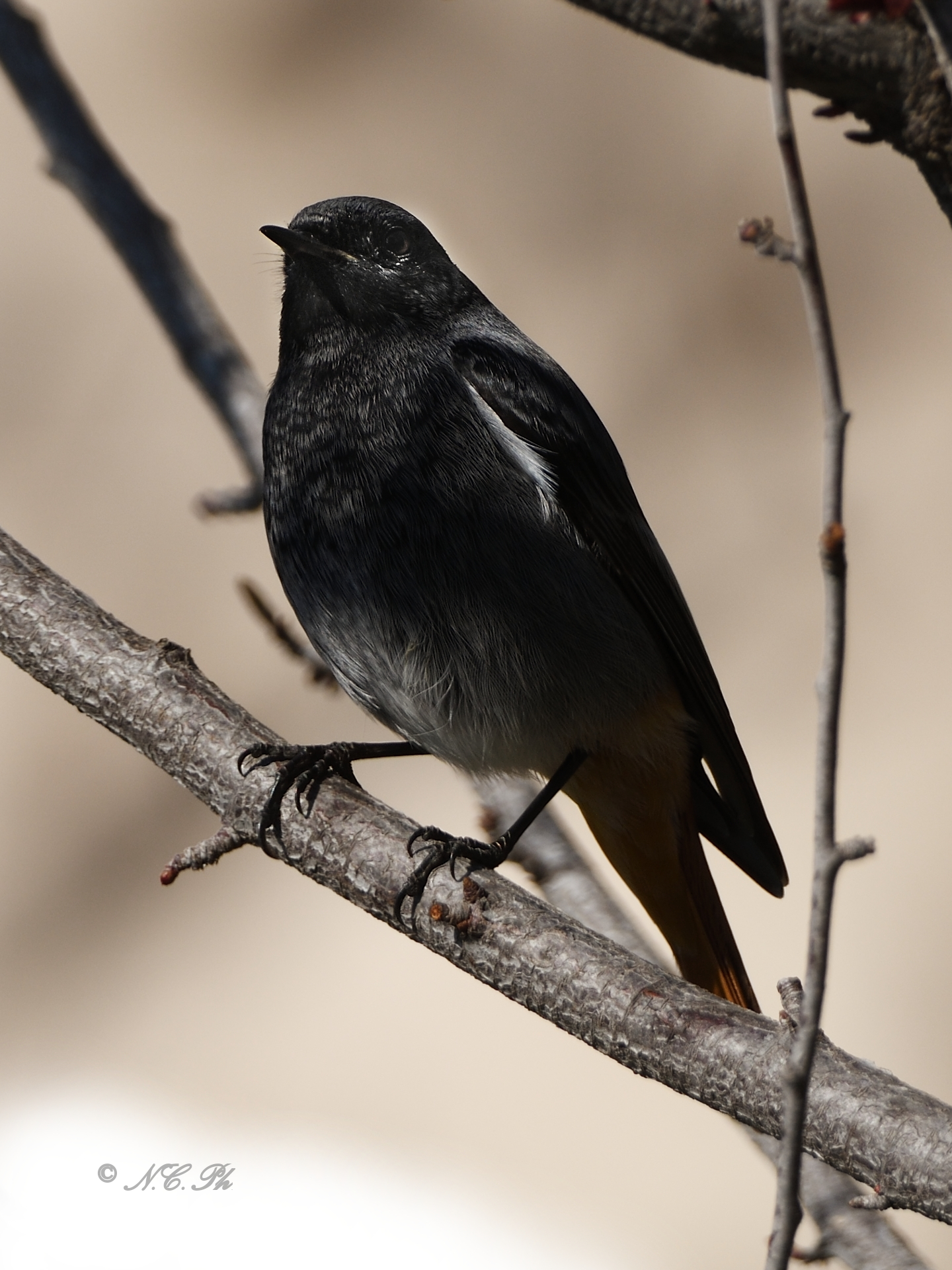 redstart
