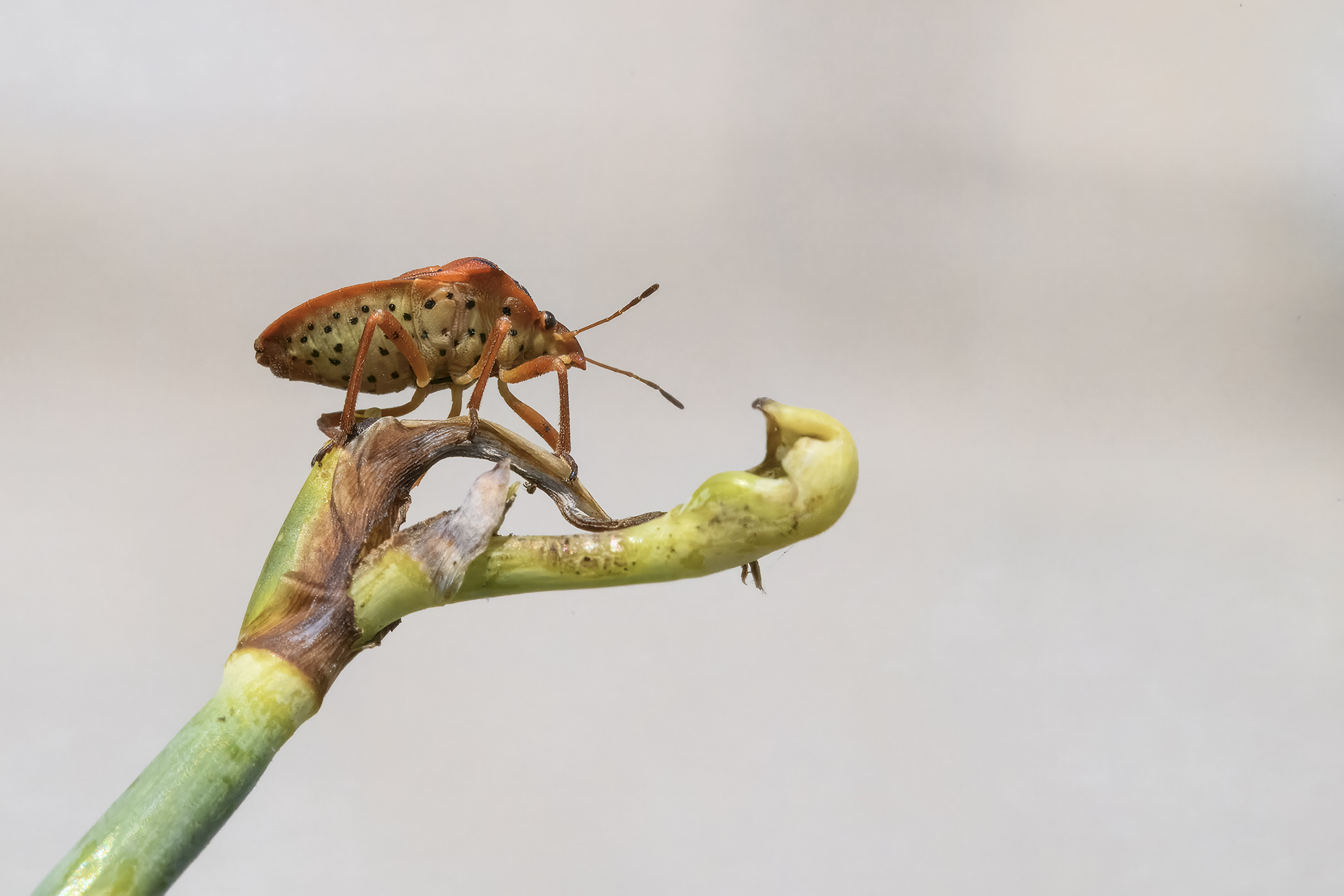 Graphosoma semipunctatum