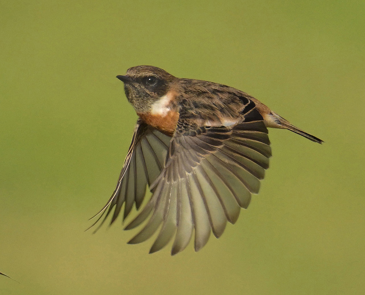 Stonechat