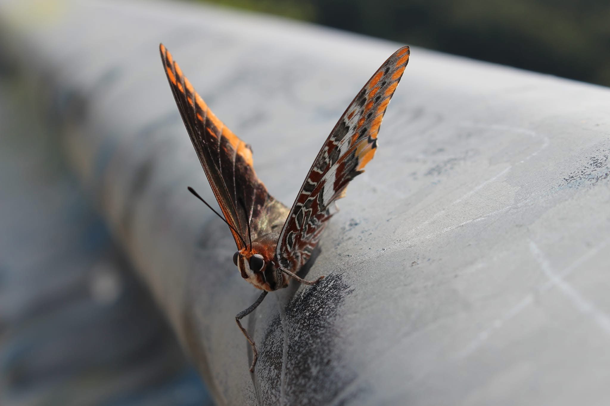 Charaxes Jasius near Monte Serra