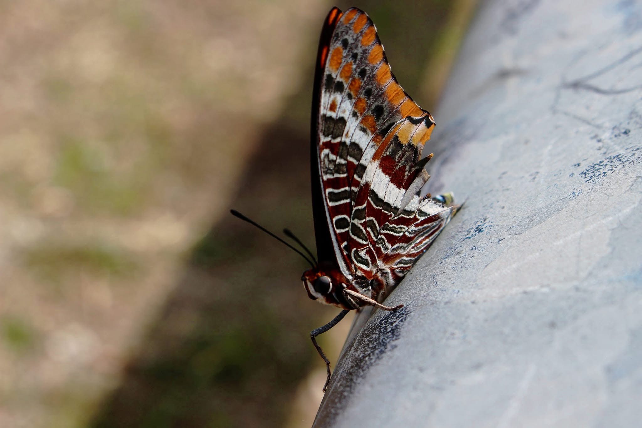 Charaxes Jasius near Monte Serra