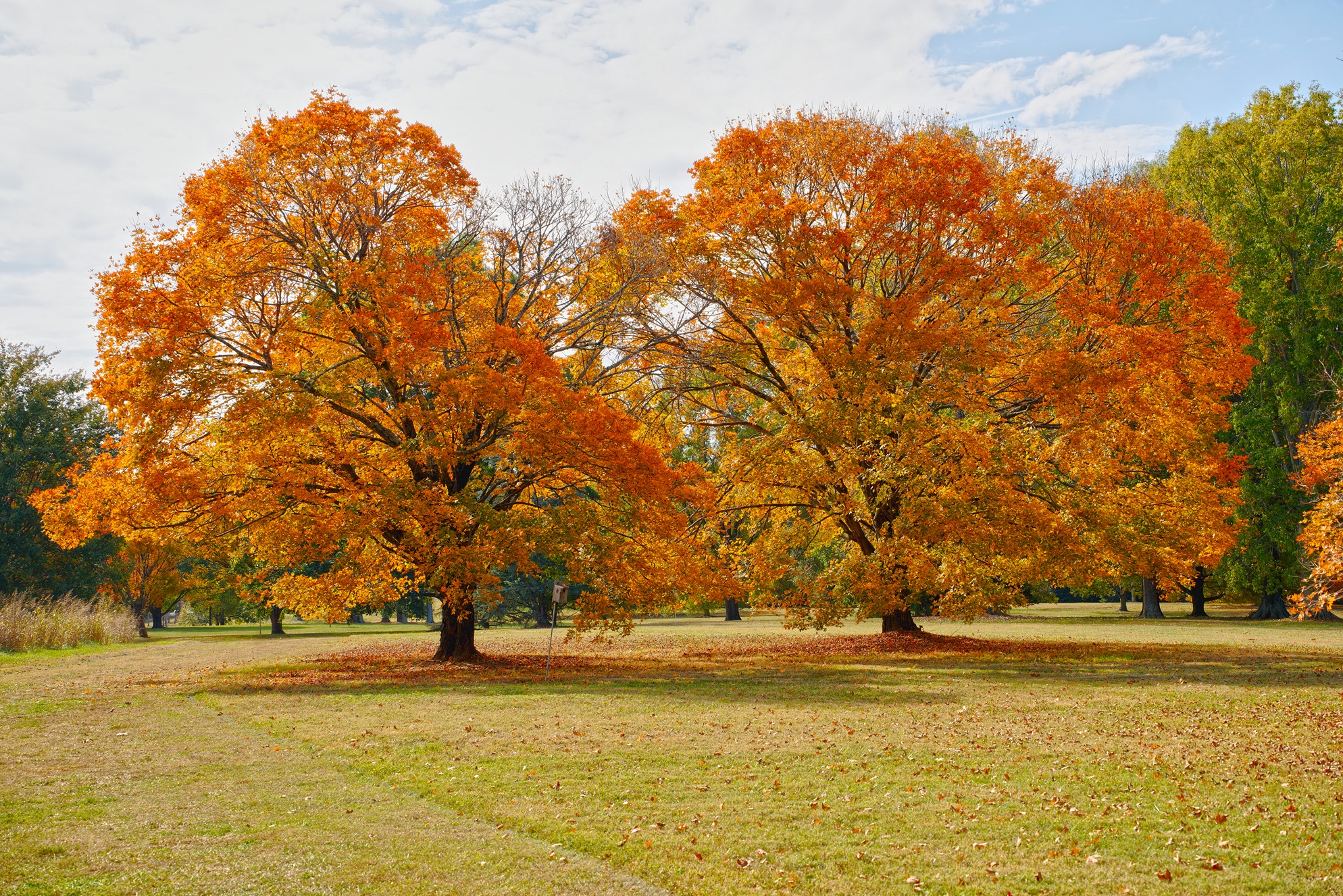 Milliken Park a Novembre 2 Sigma20-200mm Sony A7R3