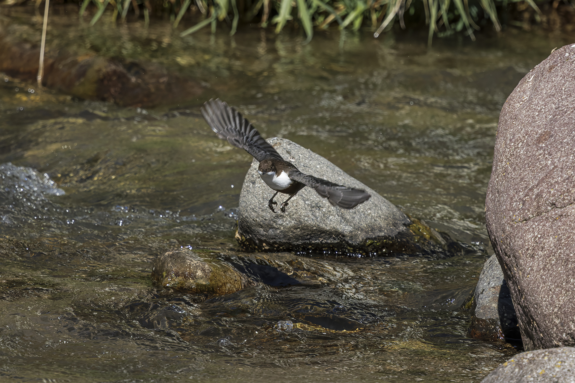 White-throated dipper