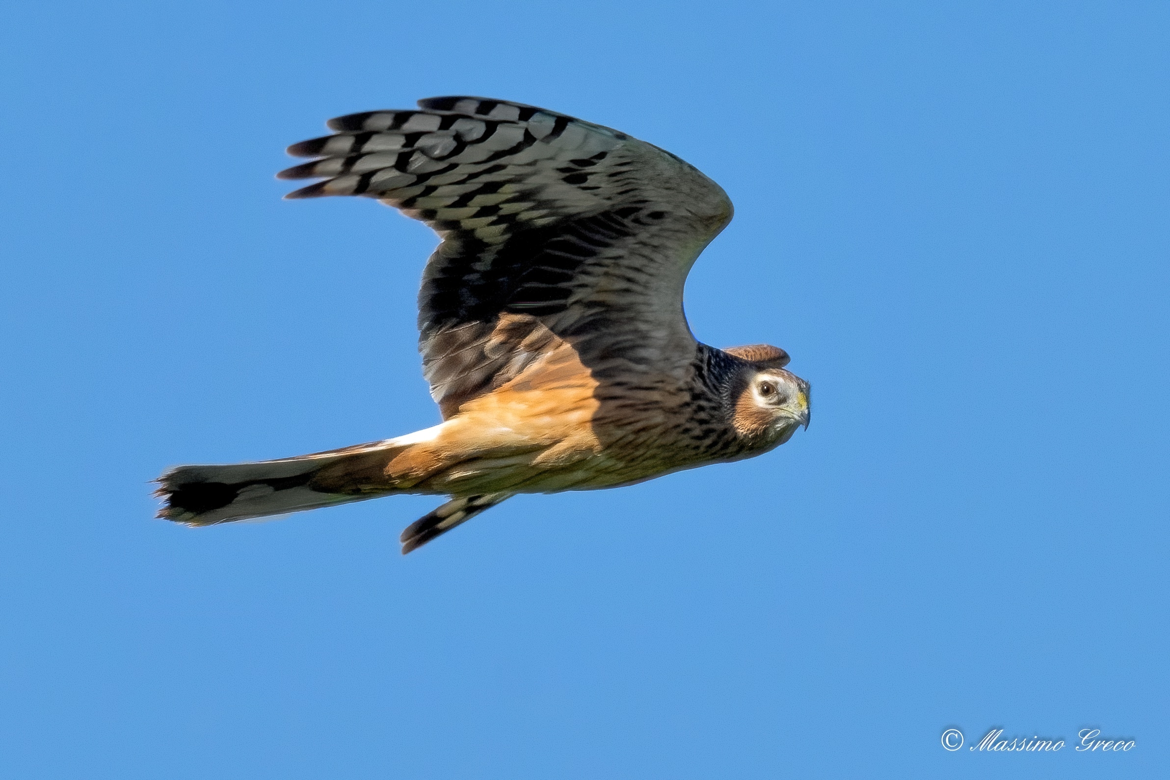 Albanella reale (Circus cyaneus)