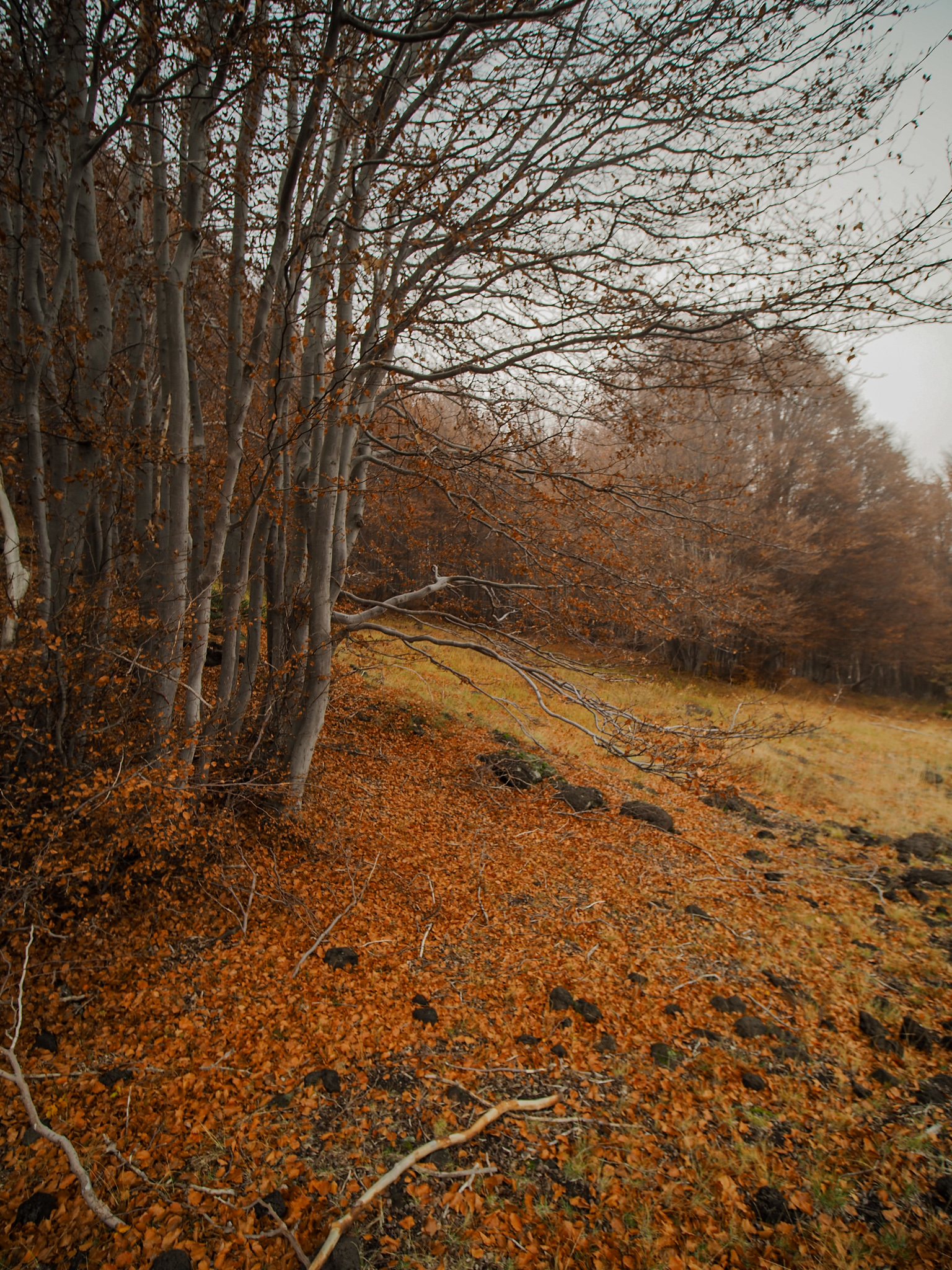 I colori del bosco