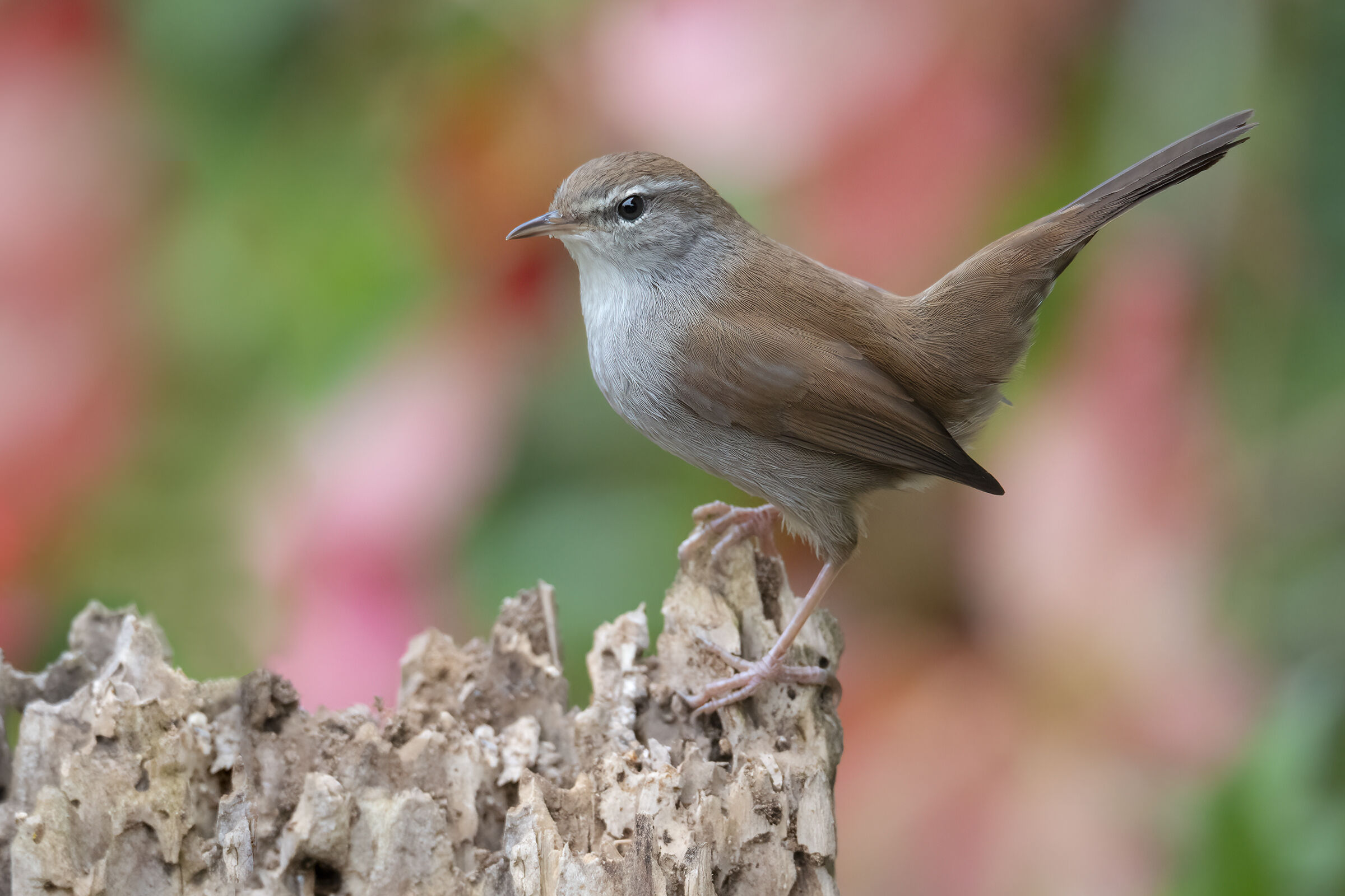 River nightingale