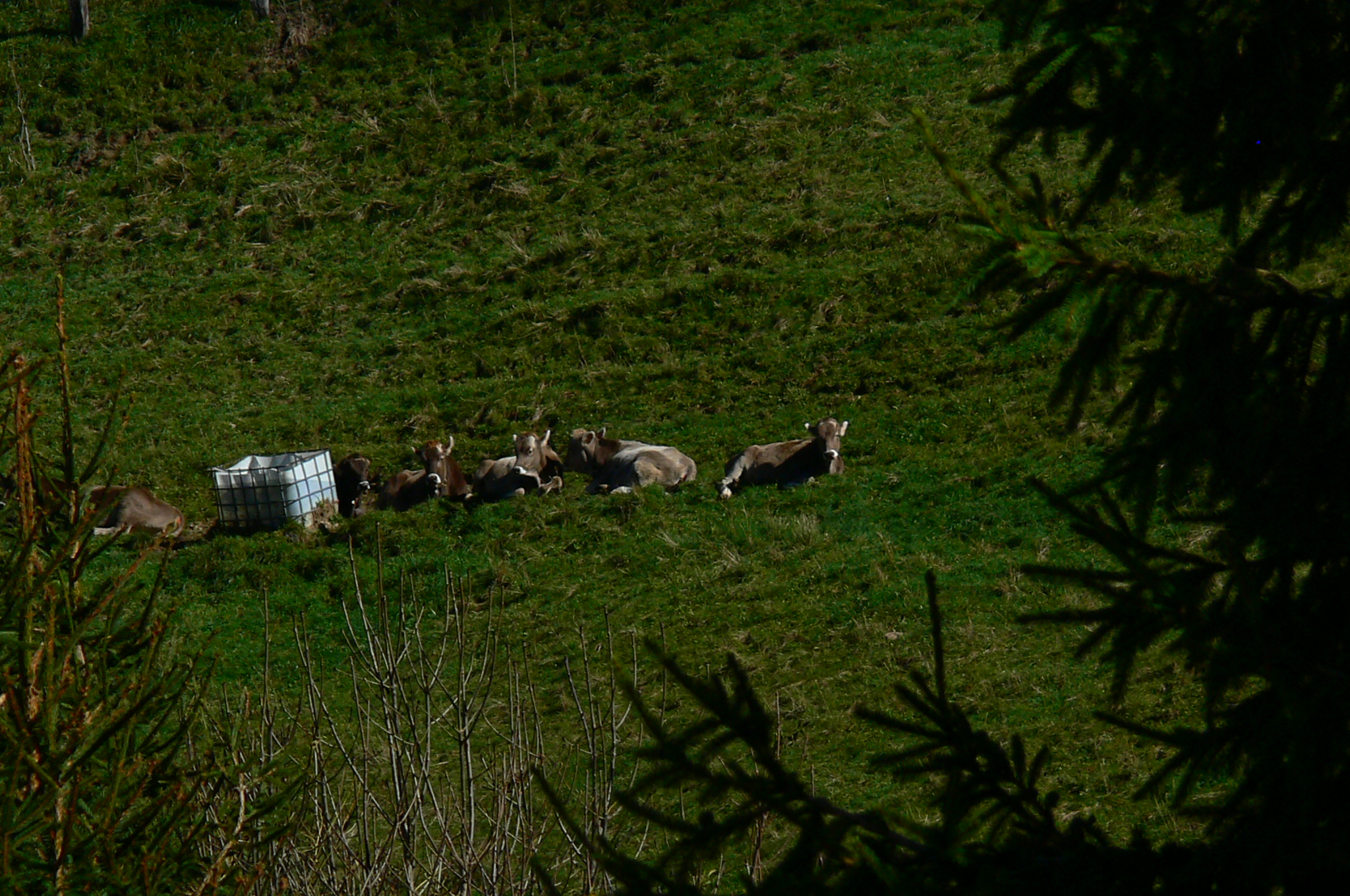 .birds at the siesta meadows zambla