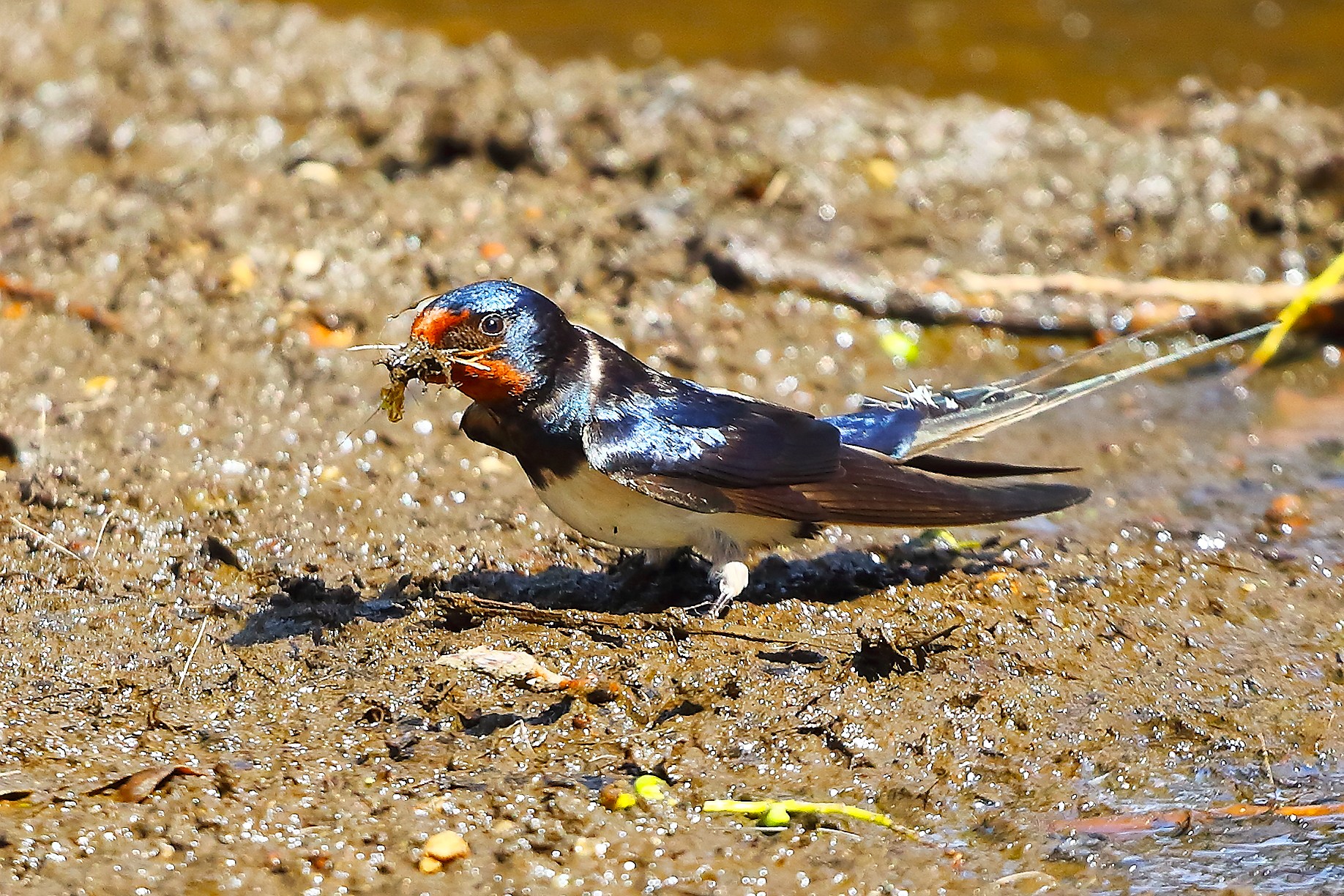 Rondine 21 maggio 2025 - 9999_15
