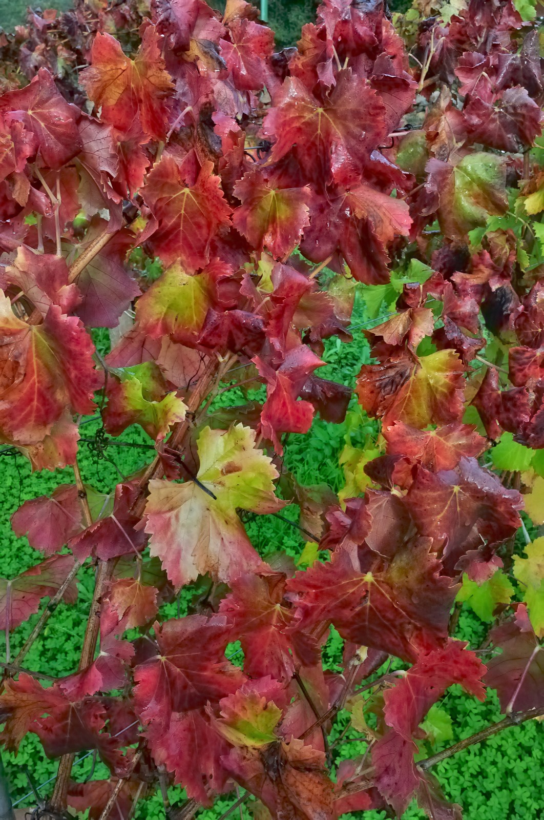 The colors of Autumn