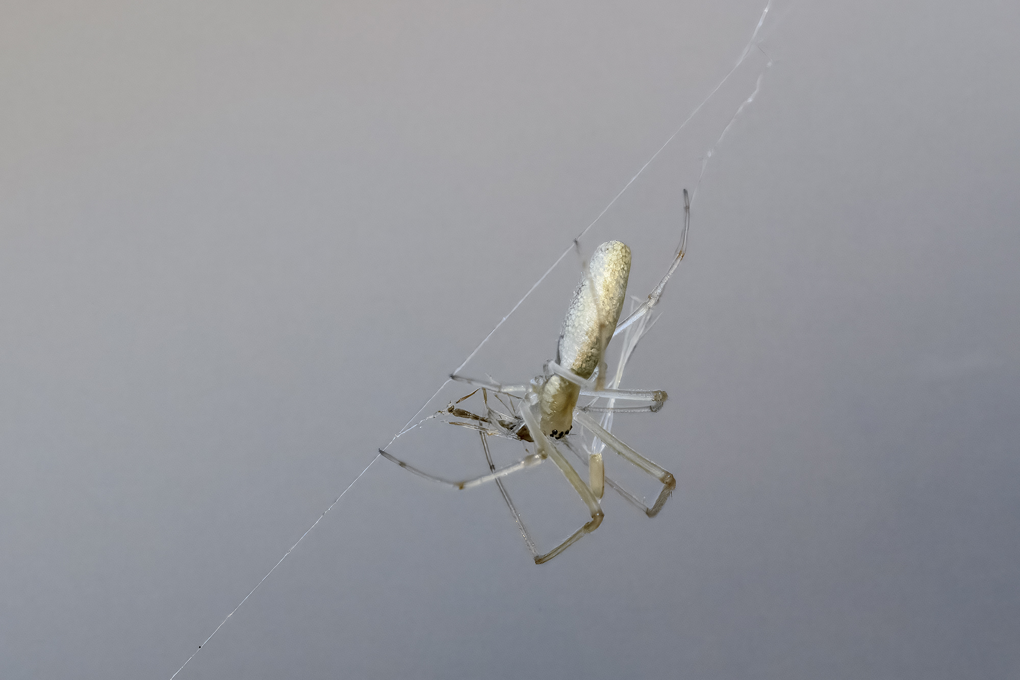 Tetragnatha intermedia