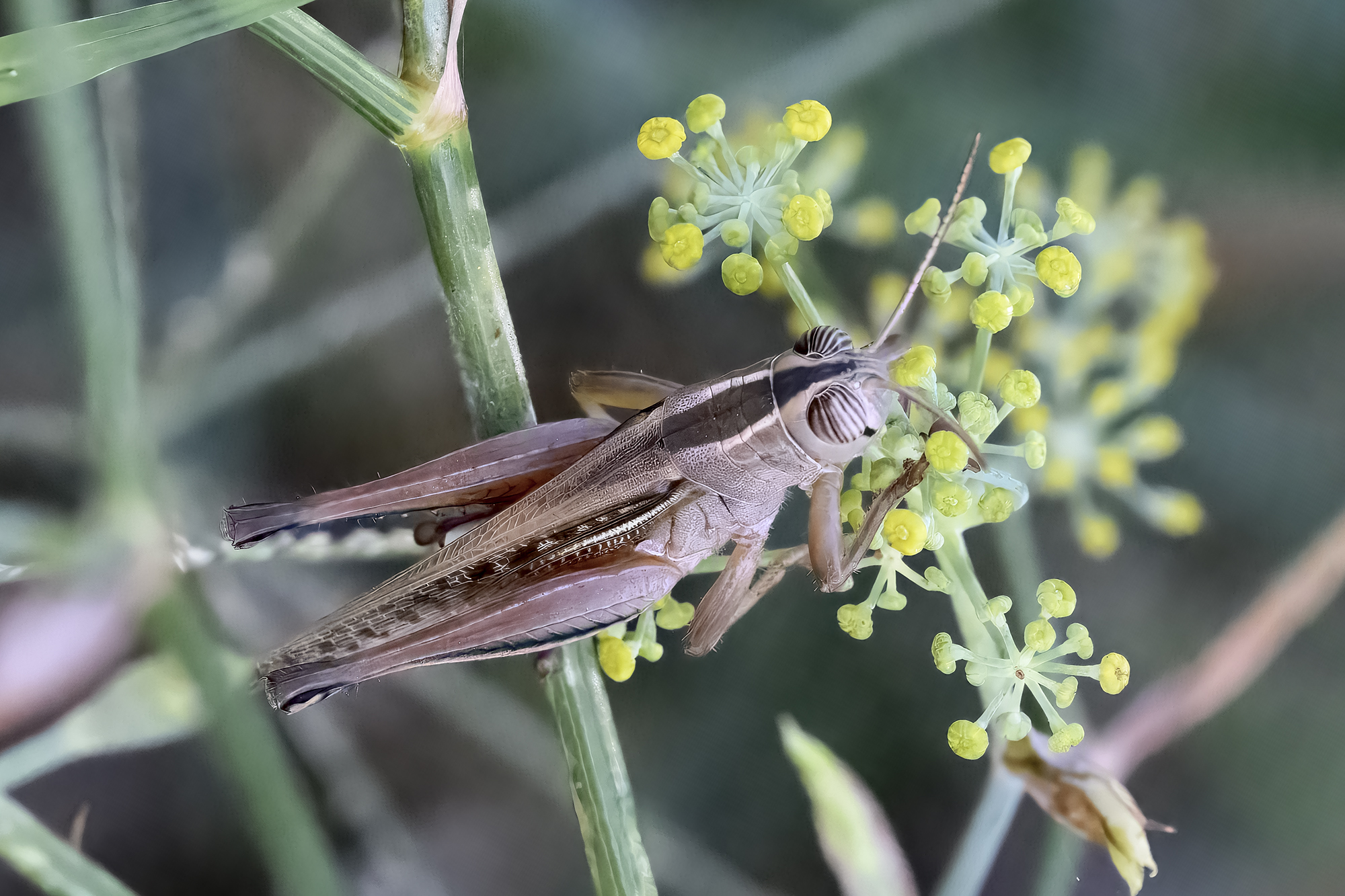 Eyprepocnemis plorans