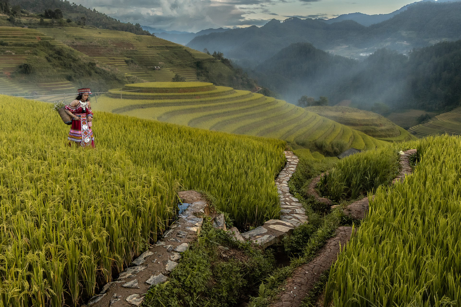 Rice paddies of Vietnam