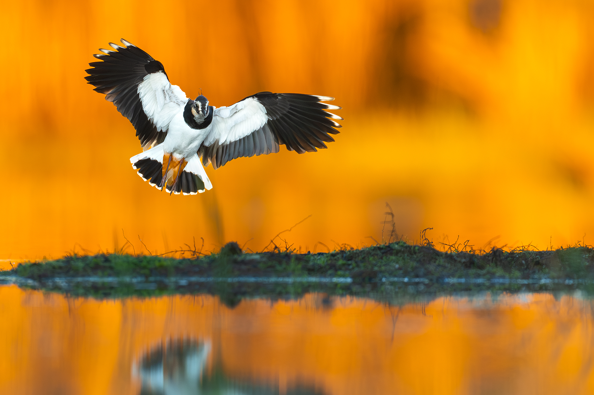 Lapwing at the first sun of dawn